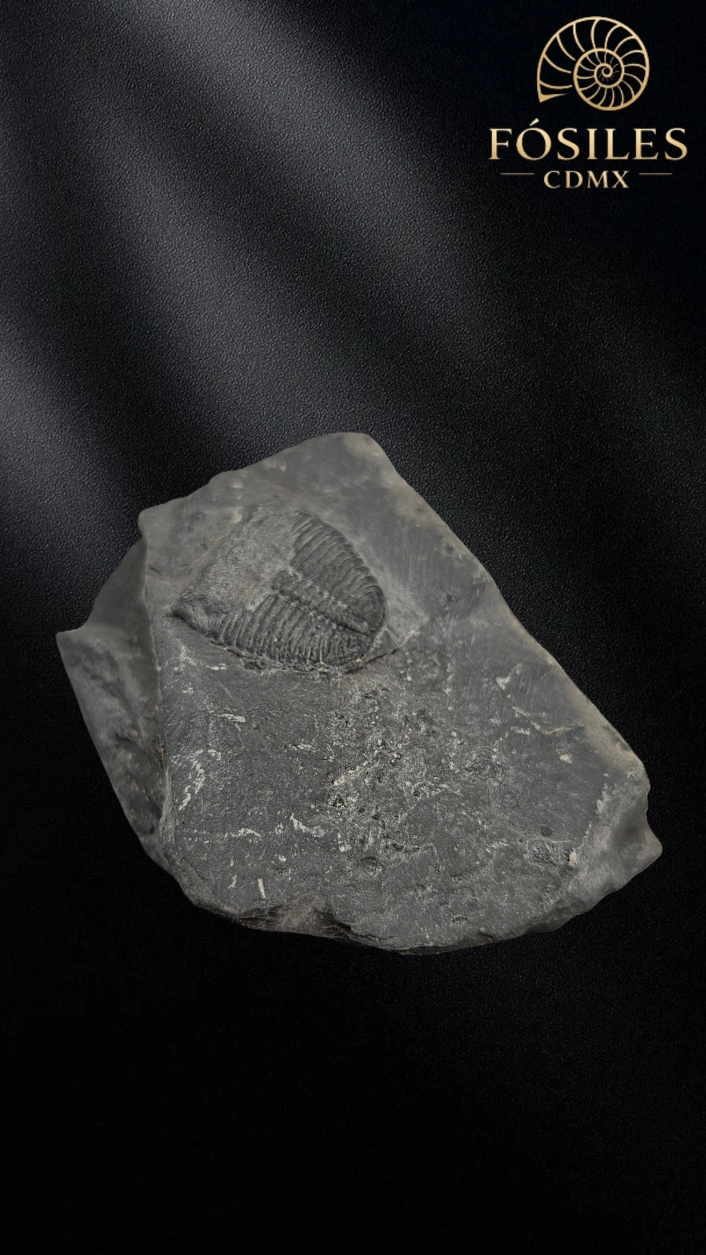 Trilobite elrathia kingii #6