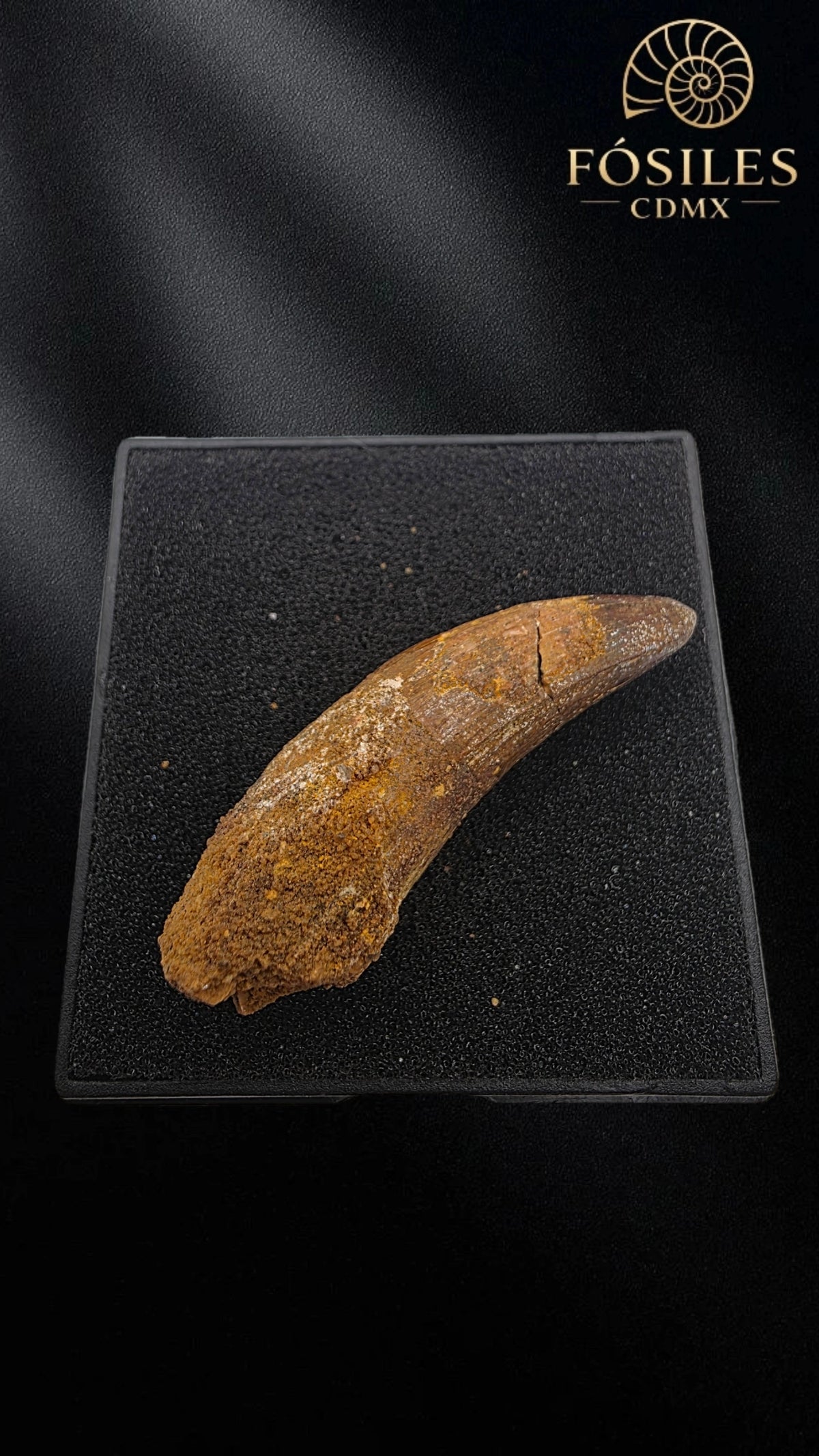 Diente alargado de super cocodrilo (sarcosuchus)