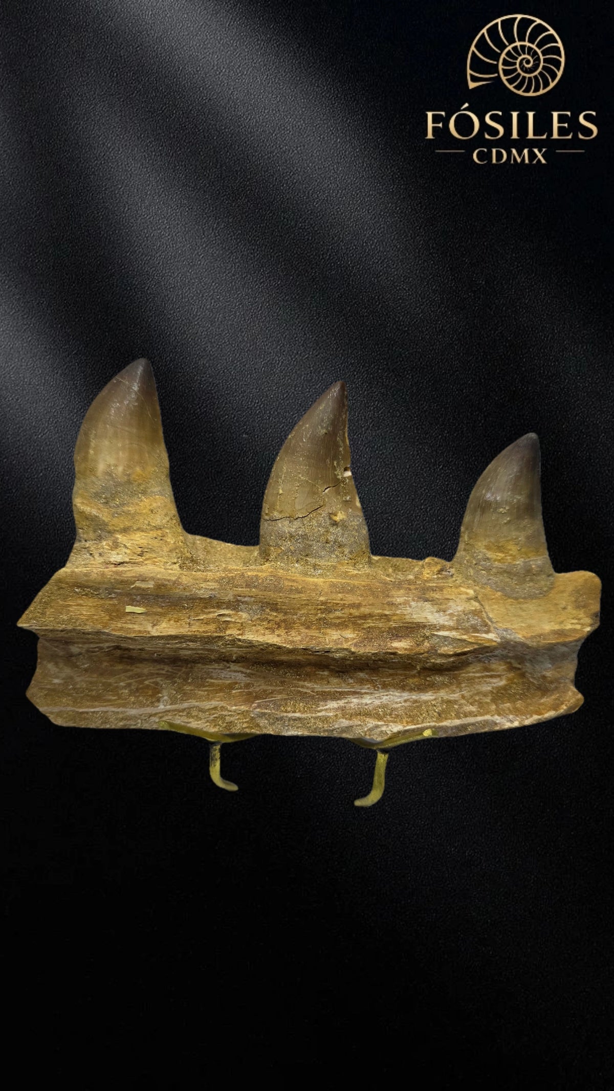 Mandibula de mosasaurio