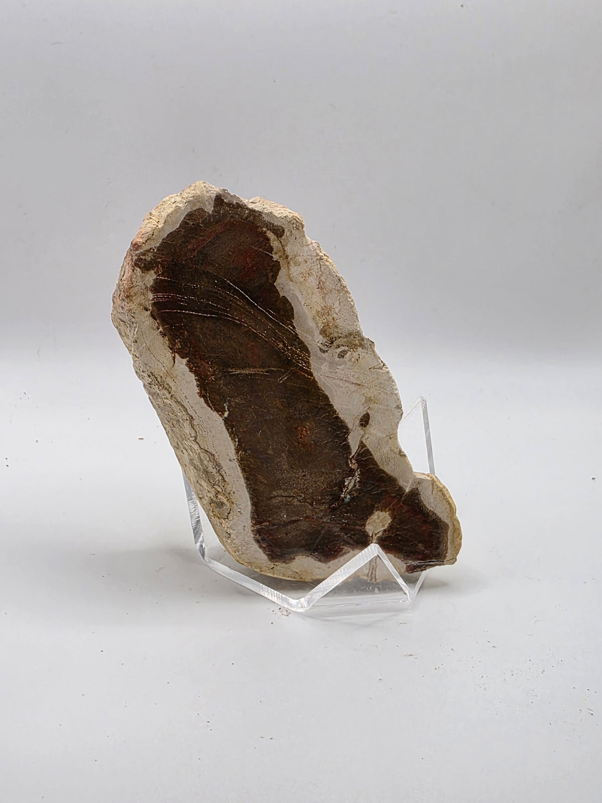 Madera petrificada de indonesia