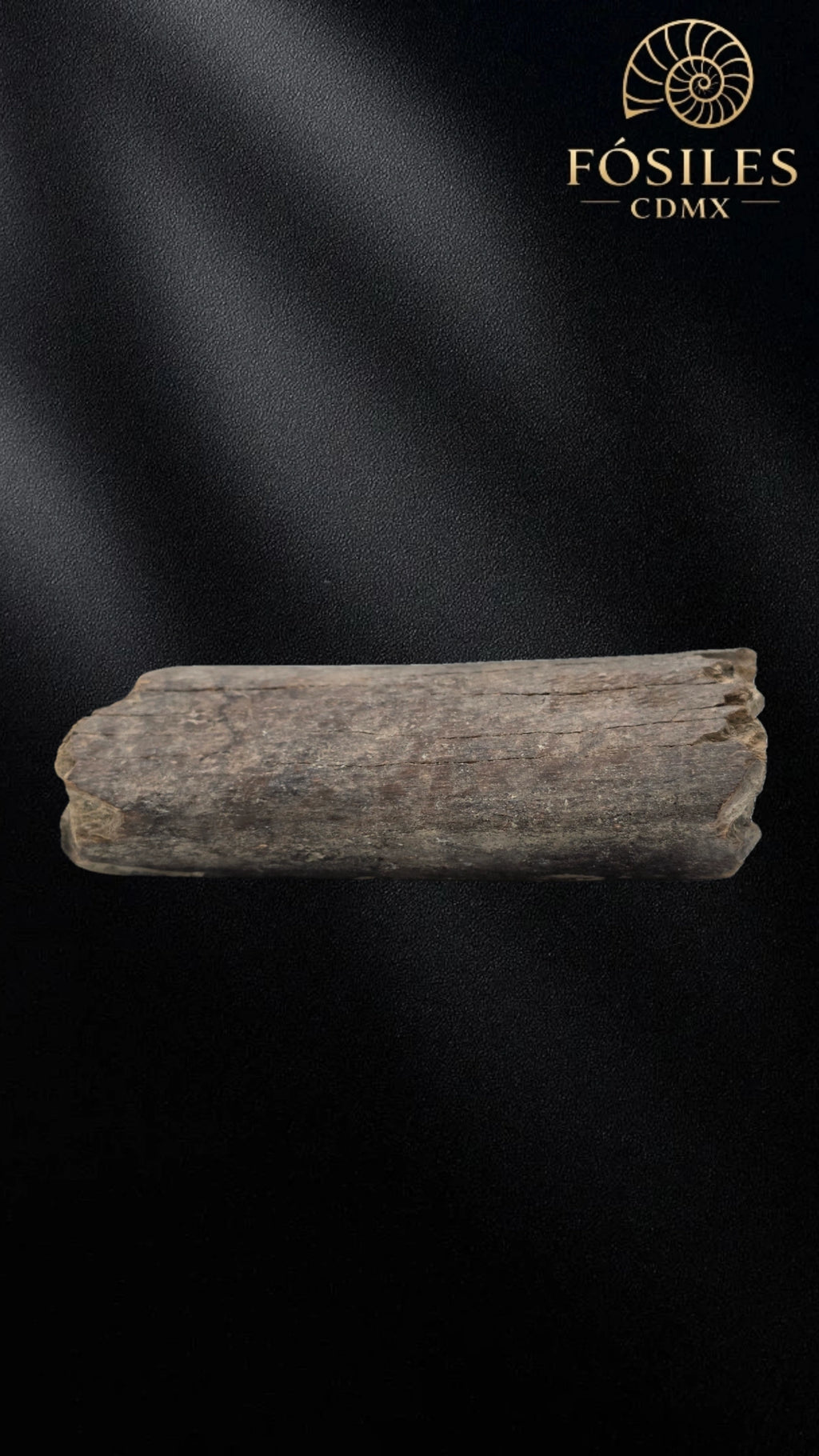 Fragmento de hueso de mamut #3
