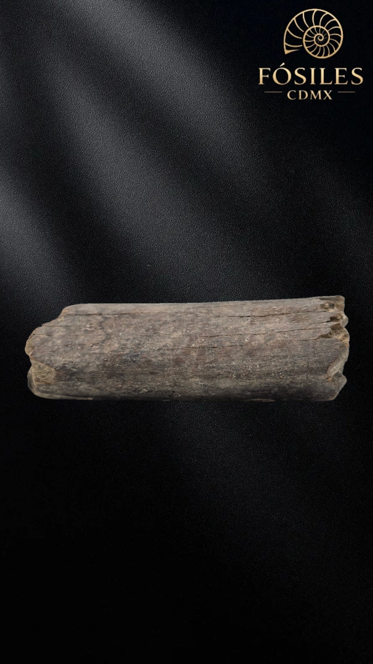 Fragmento de hueso de mamut #3