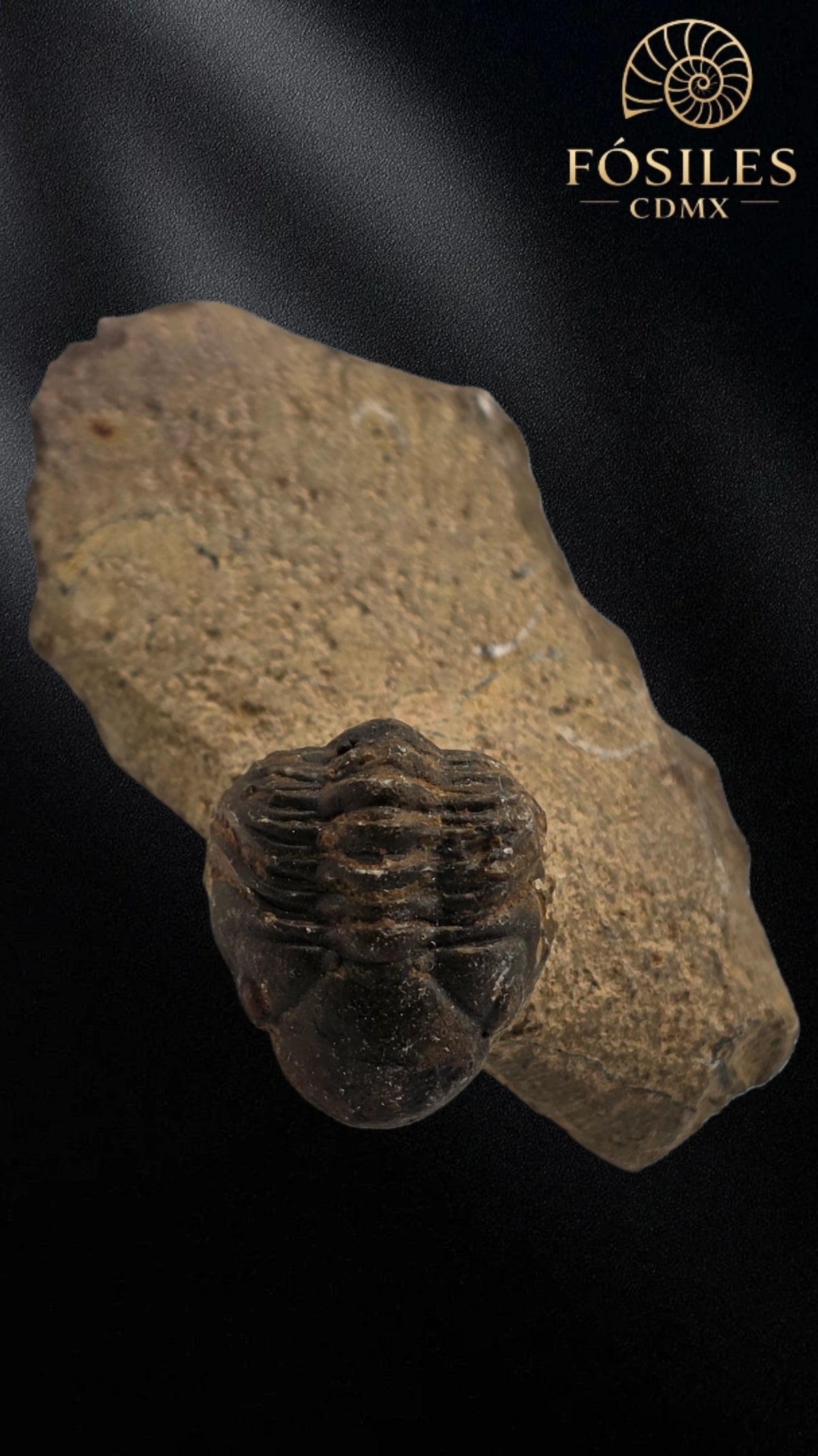 Trilobite enrollado en matriz #3