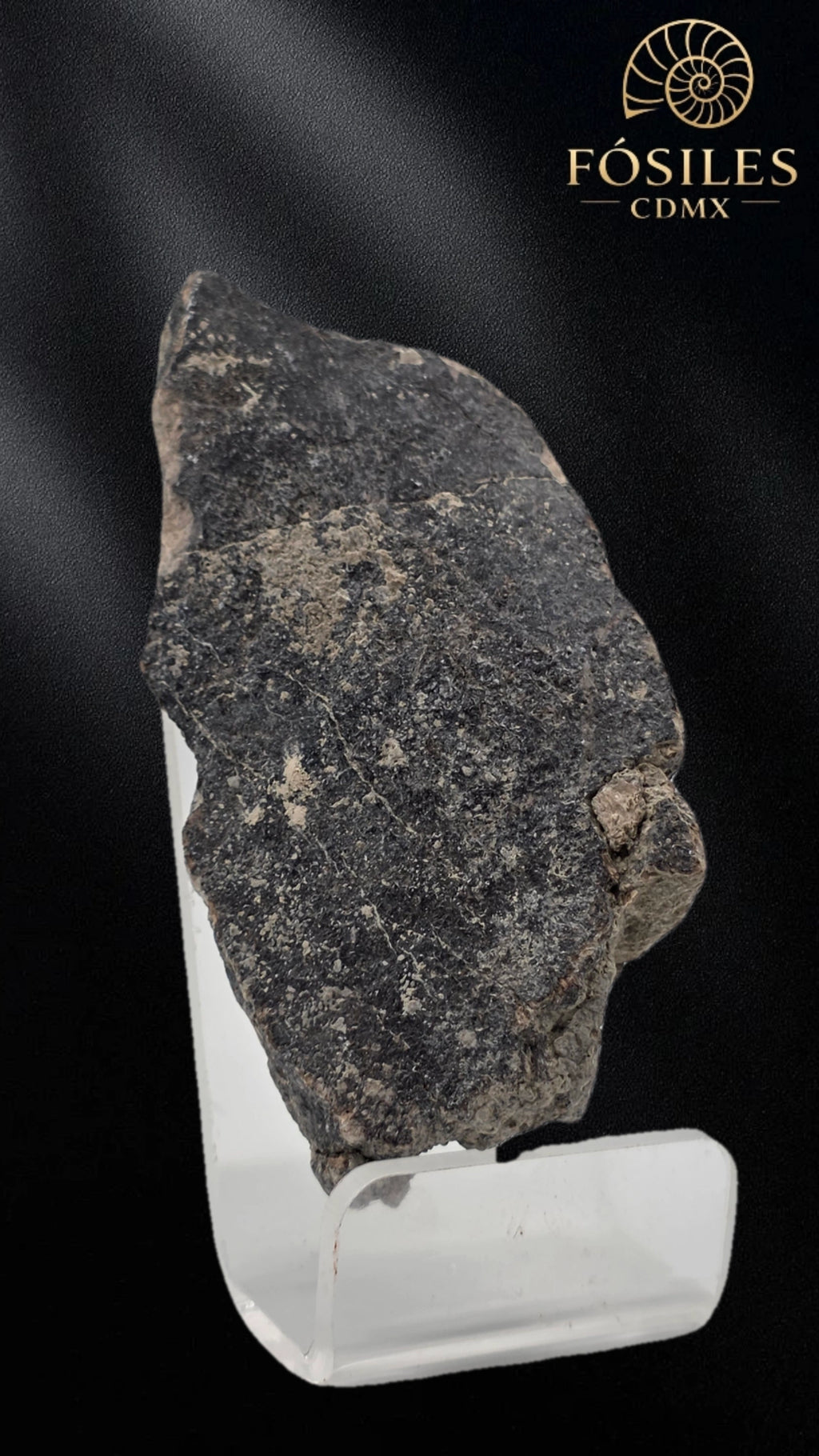 Fragmento de hueso de mamut #10