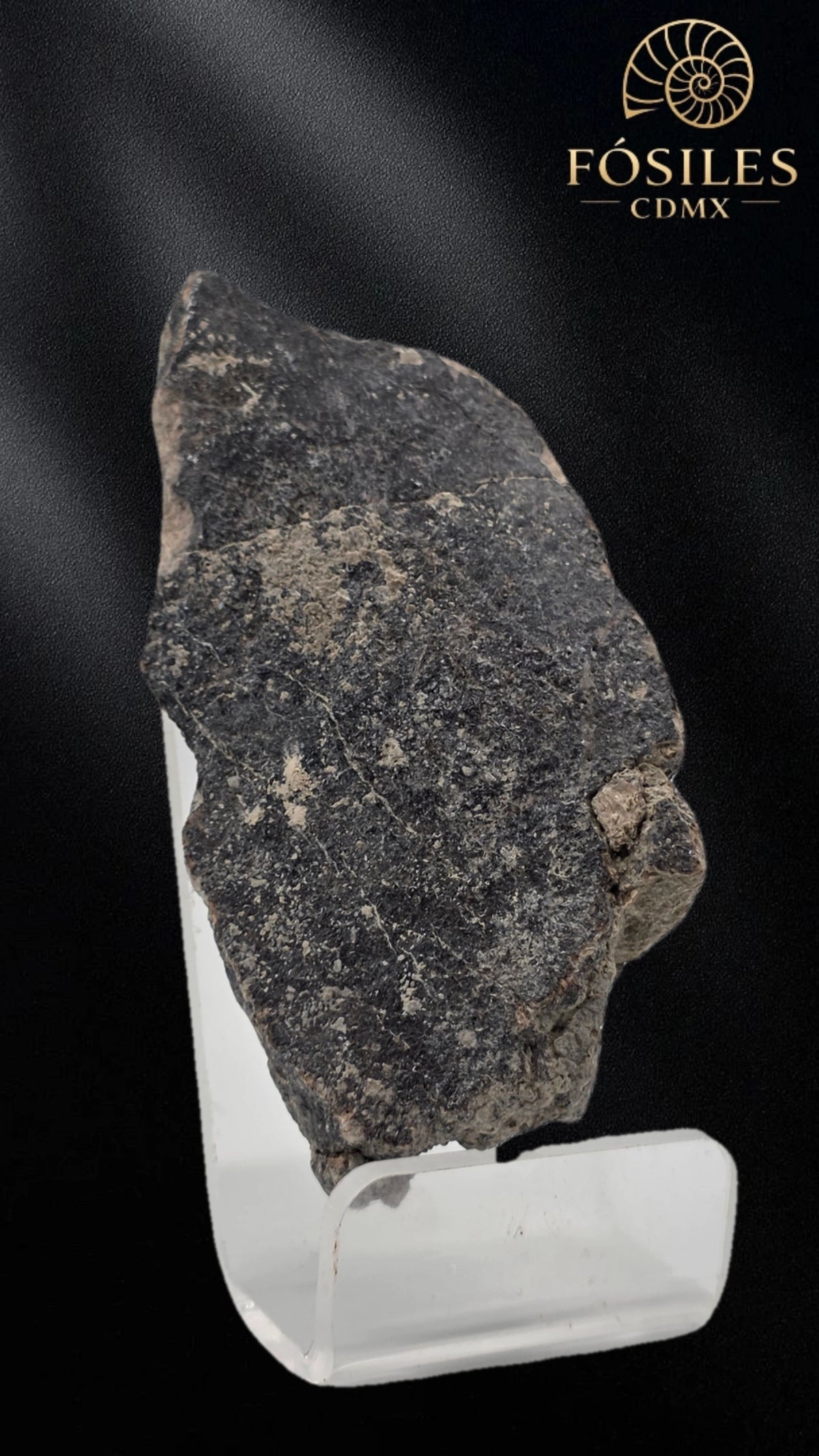 Fragmento de hueso de mamut #10