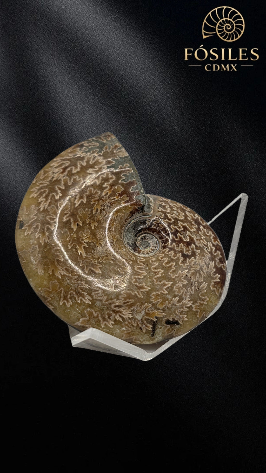 Amonite cleoniceras -9cm #3
