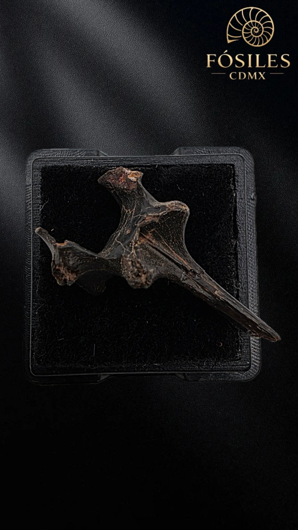 Vertebra de serpiente