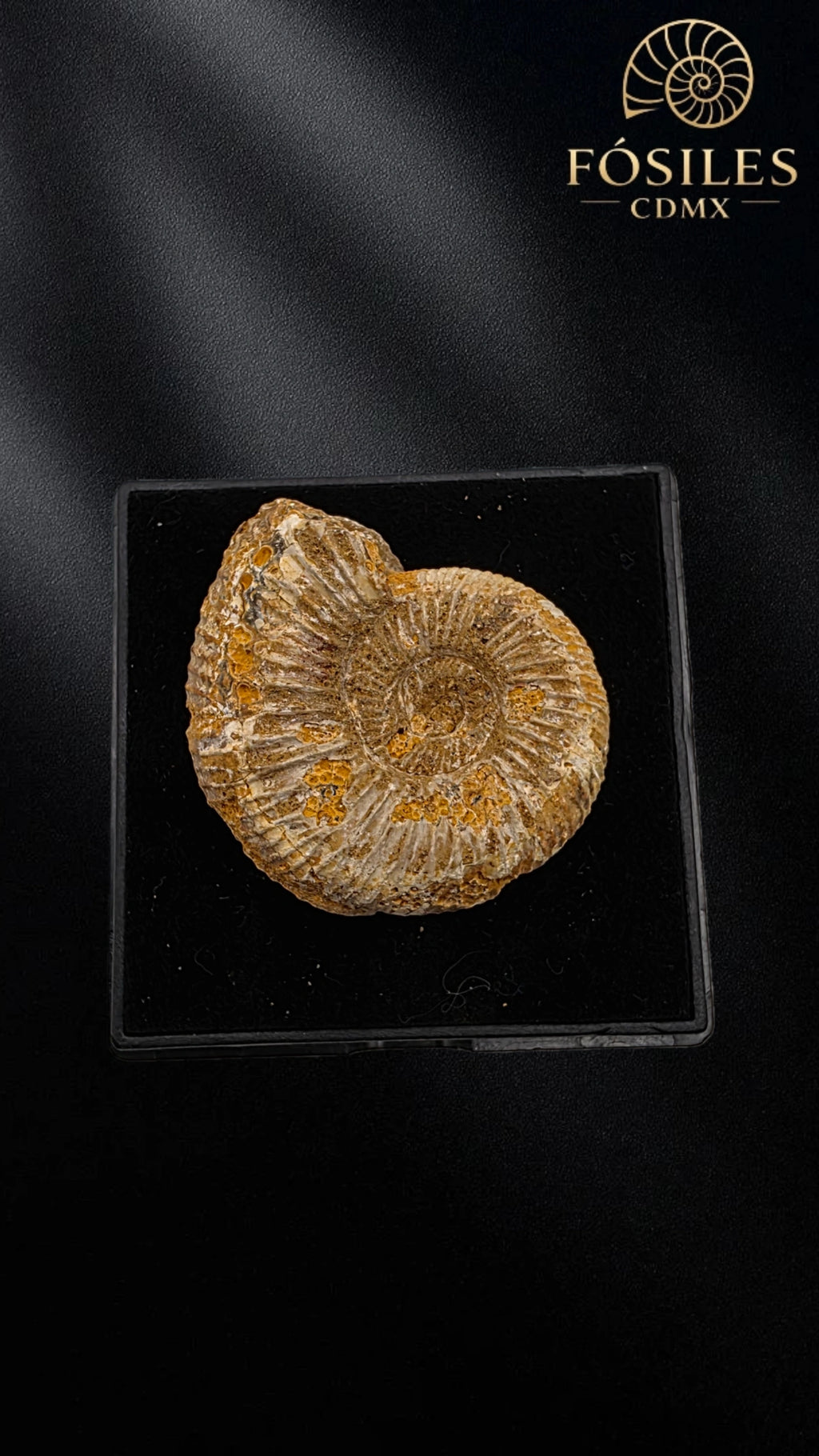 Amonite de arena #6