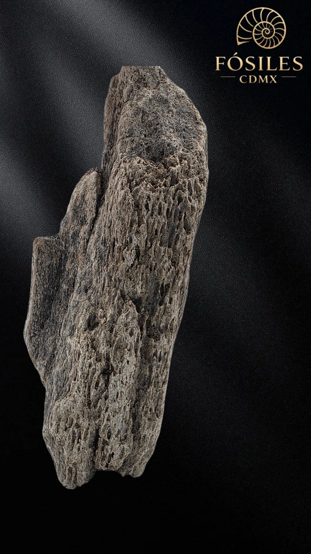 Fragmento de hueso de mamut #11