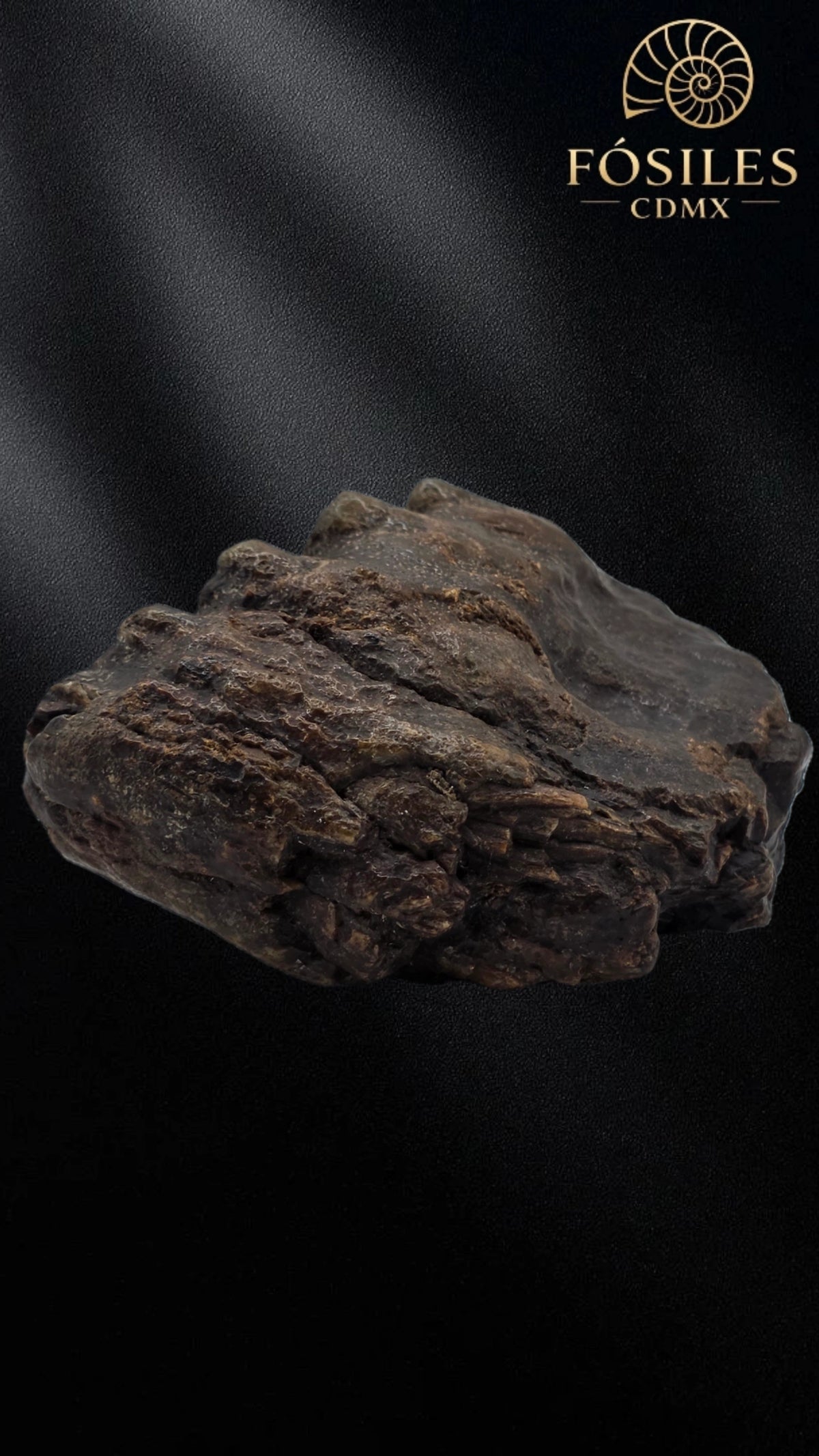 Molar de stegodon florensis