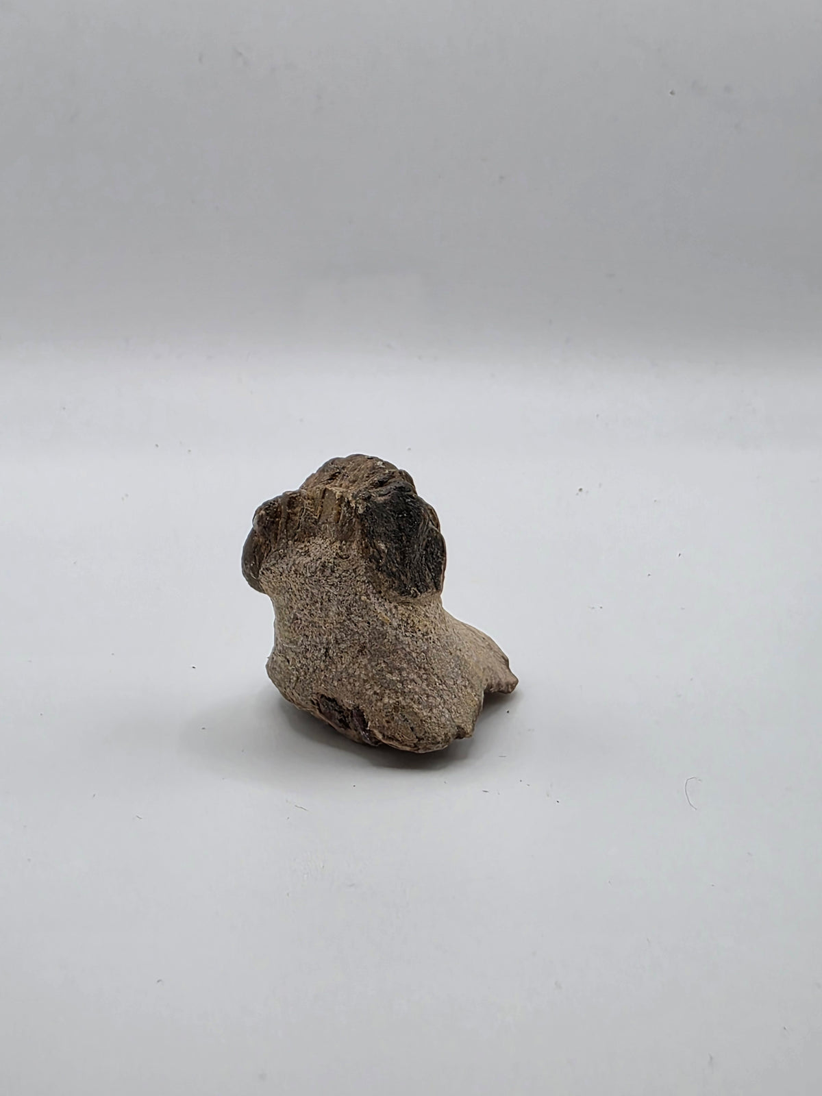 Trilobite enrollado en matriz