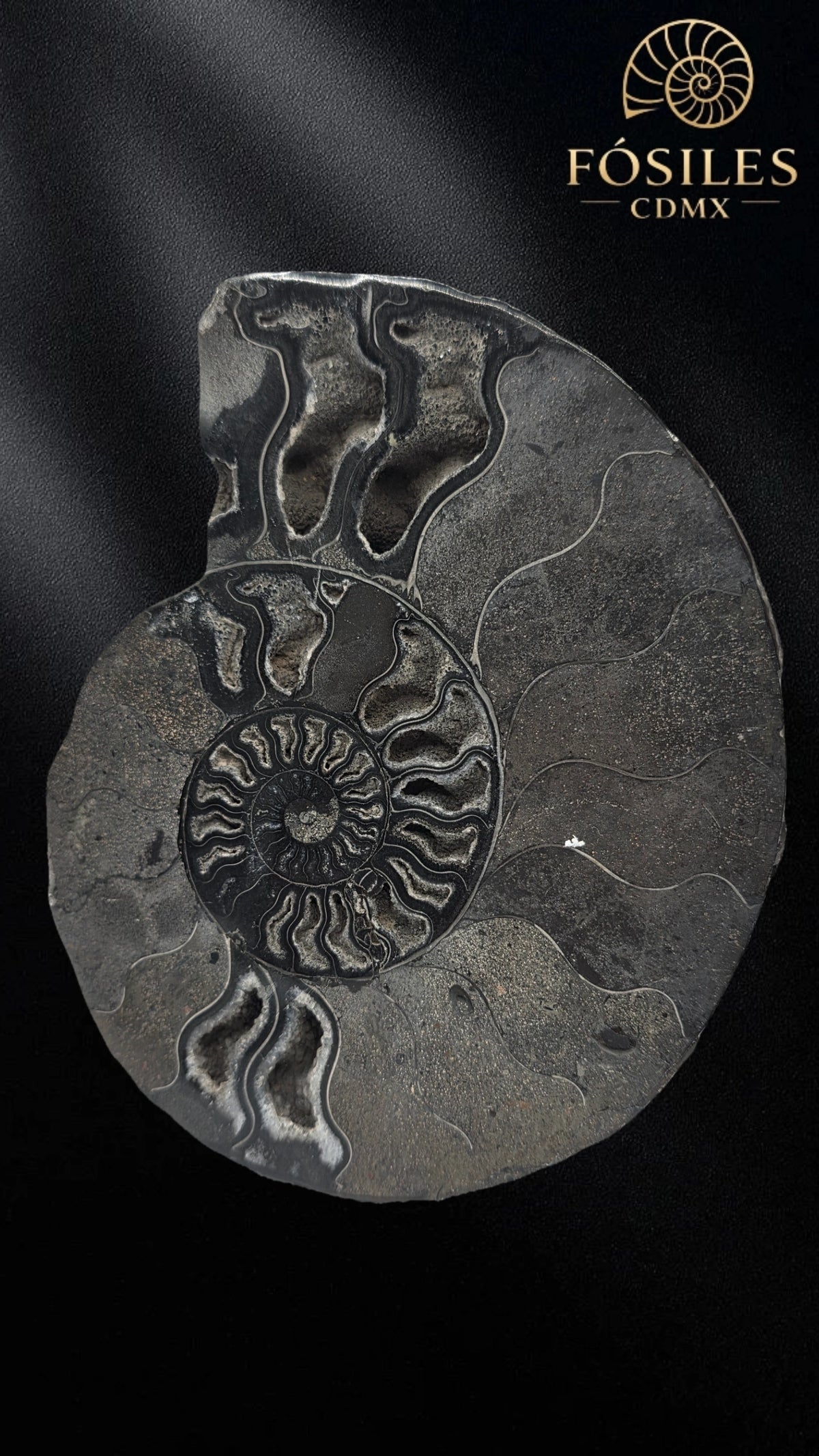 Amonite cleoniceras negro -15cm