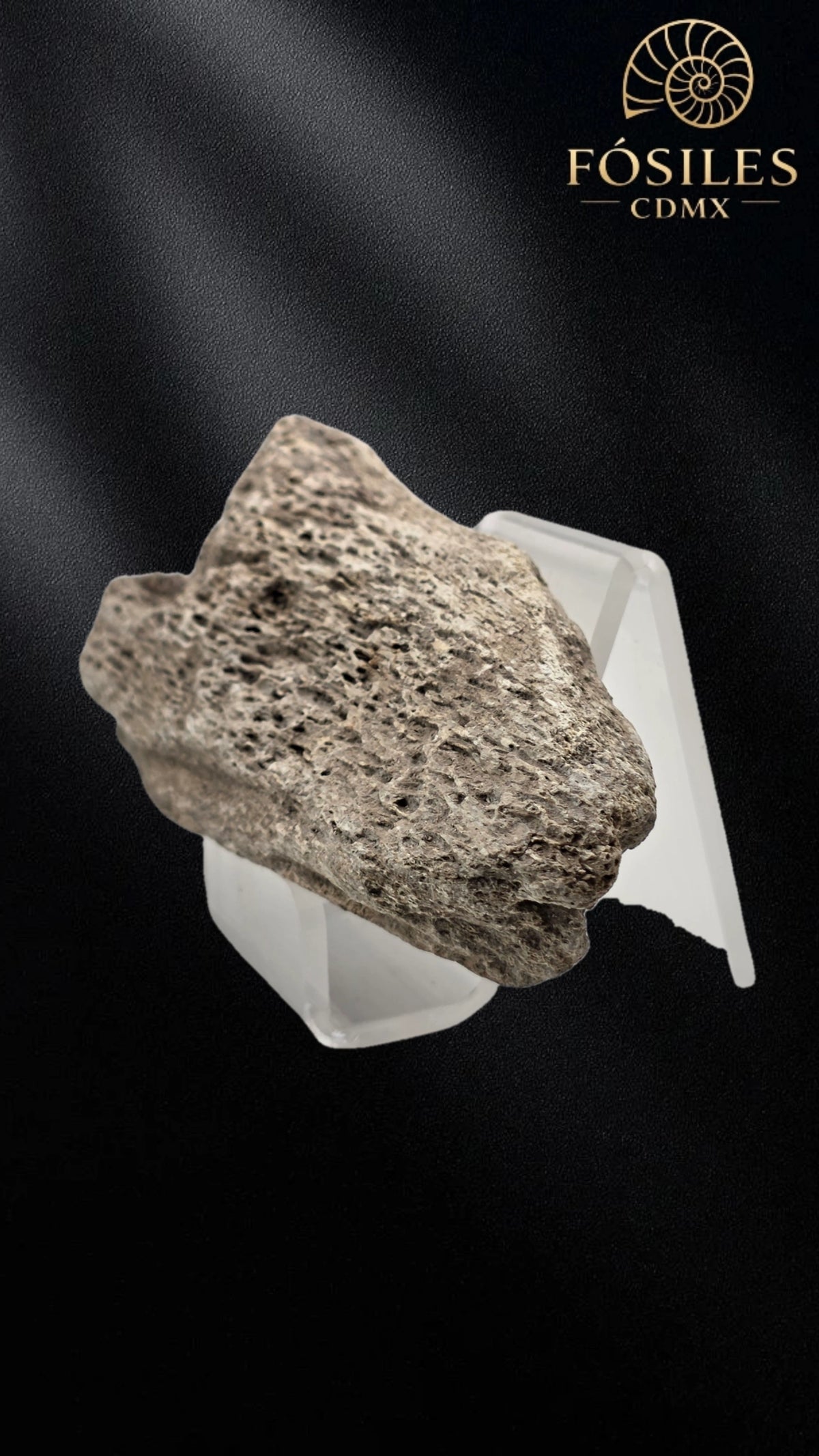 Fragmento de hueso de mamut #12