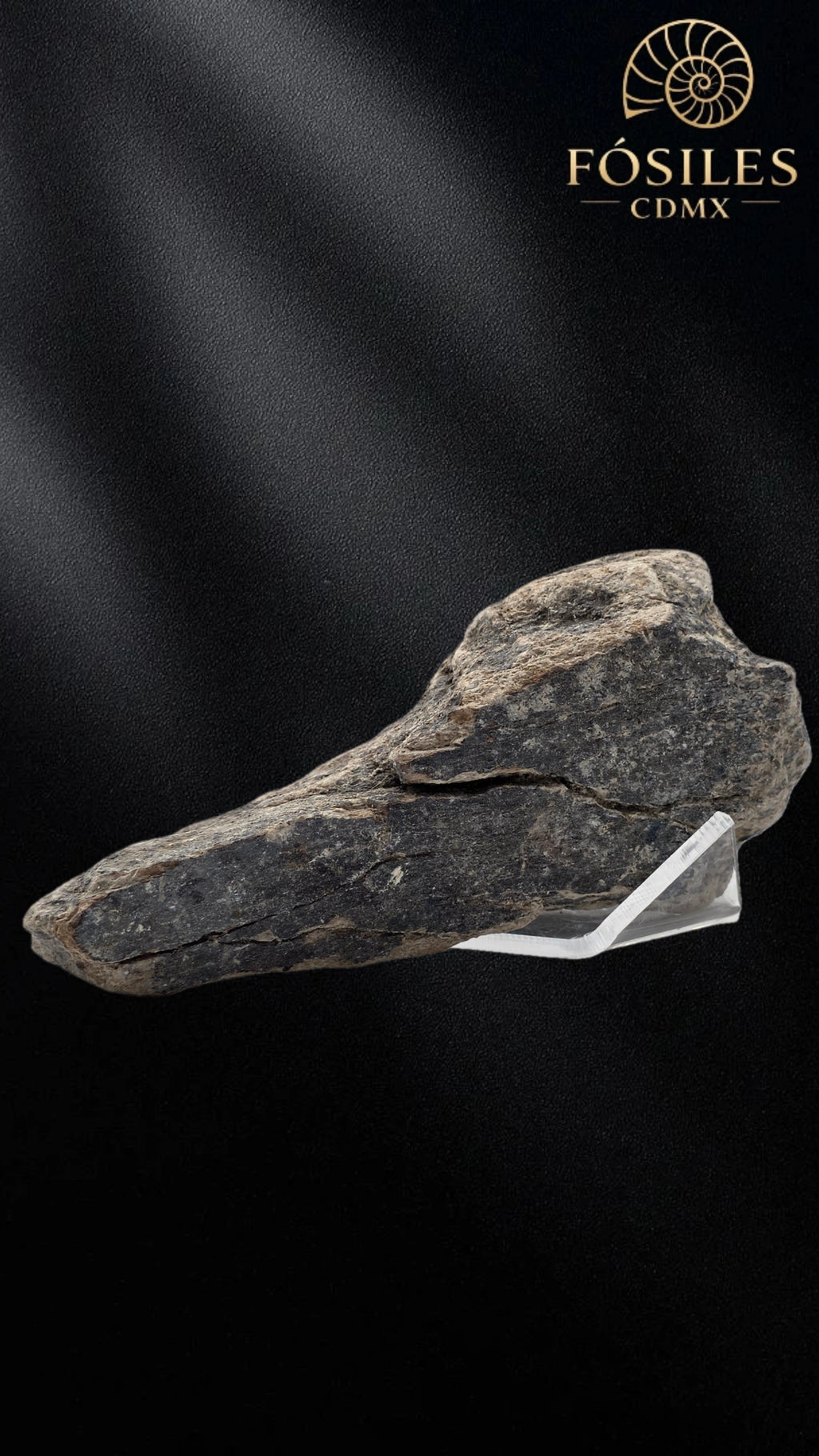 Fragmento de hueso de mamut #8