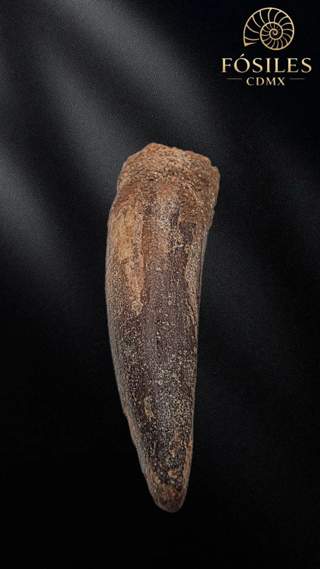 Diente grande de spinosaurus