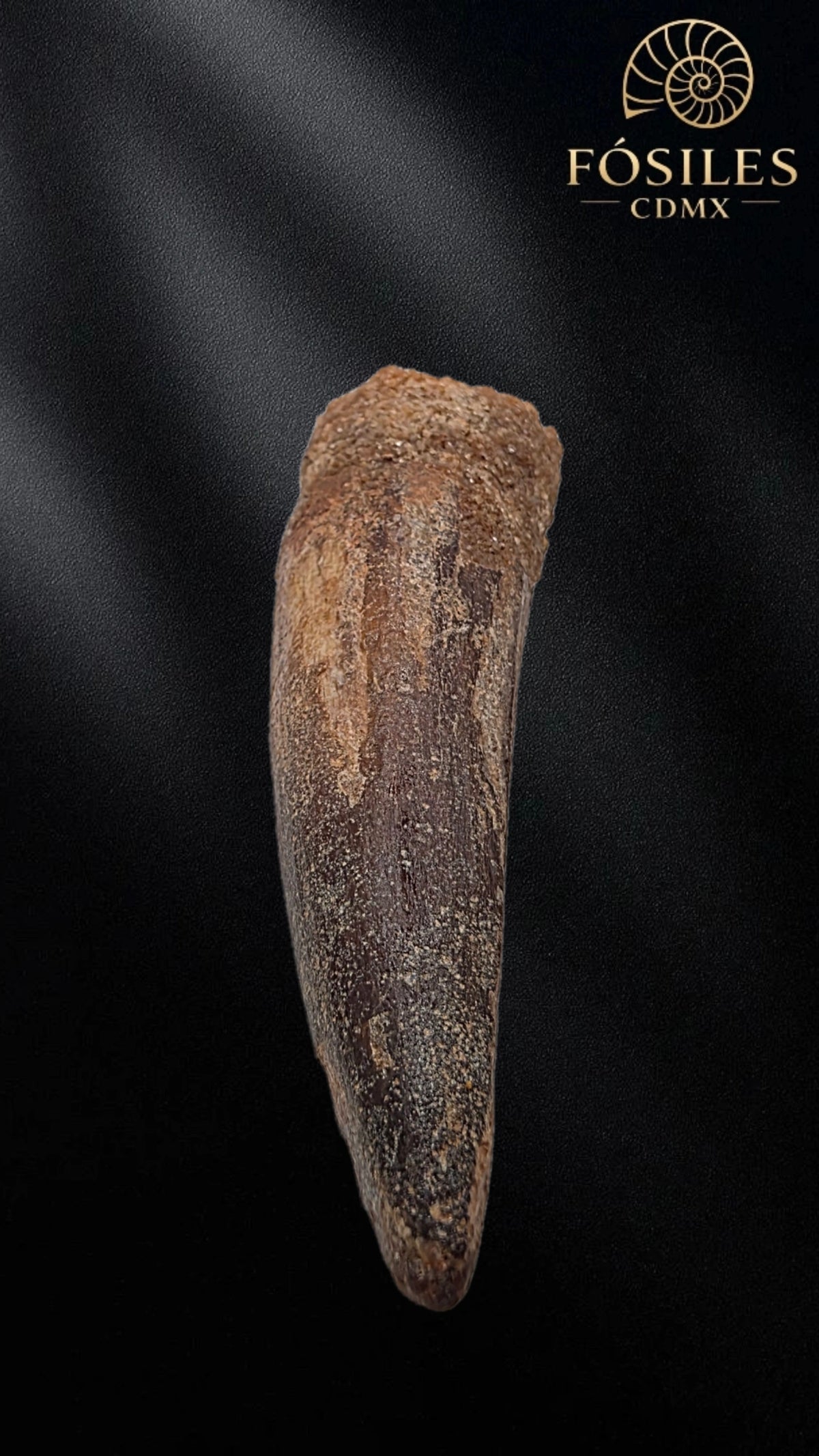 Diente grande de spinosaurus
