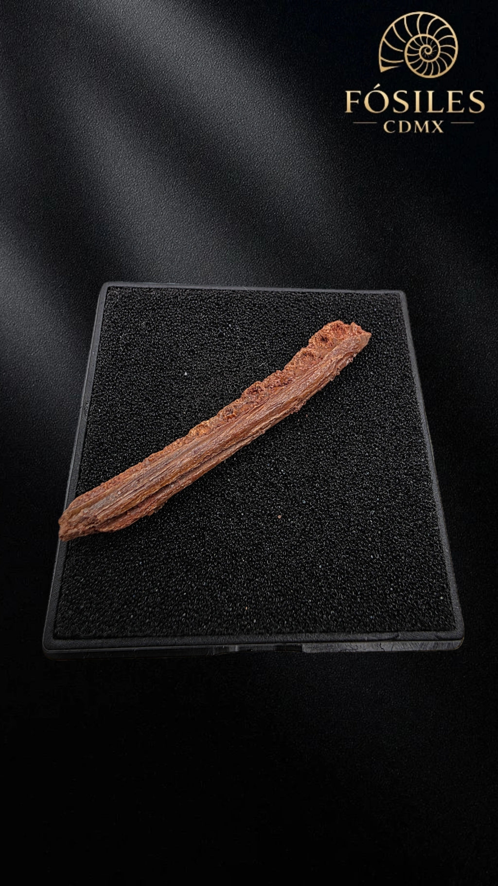 Pico inferior de pterodactilo