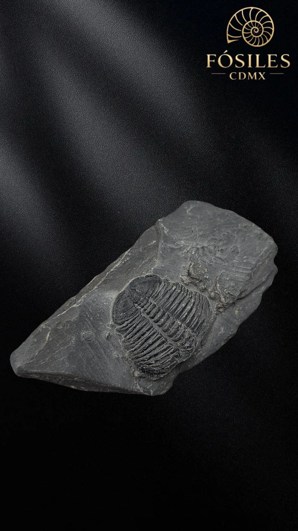 Trilobite elrathia kingii #7