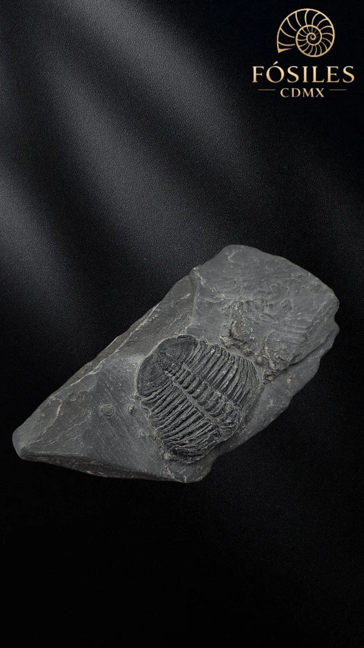 Trilobite elrathia kingii #7