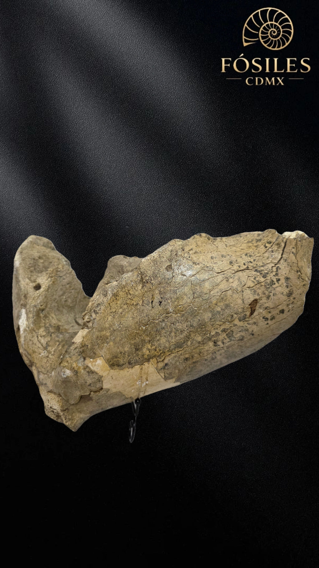 Mandibula de mamut
