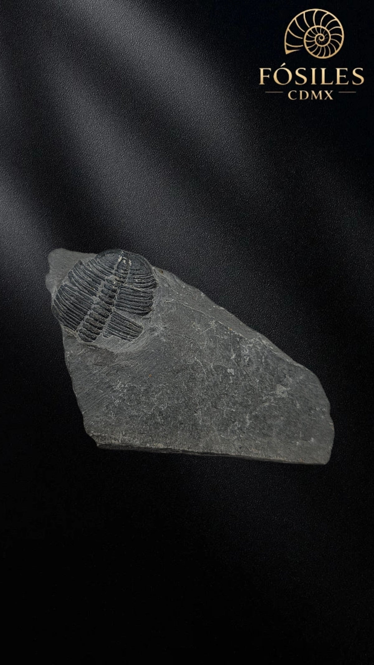 Trilobite elrathia kingii #9