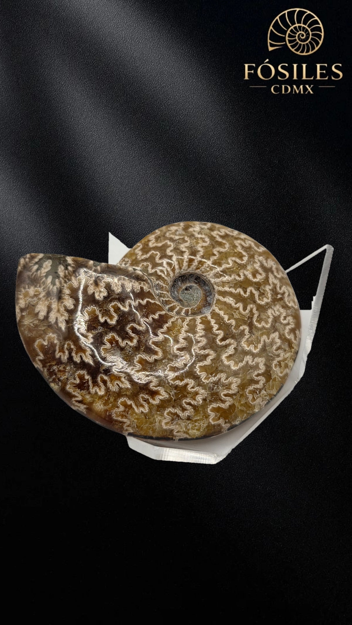 Amonite cleoniceras -8cm