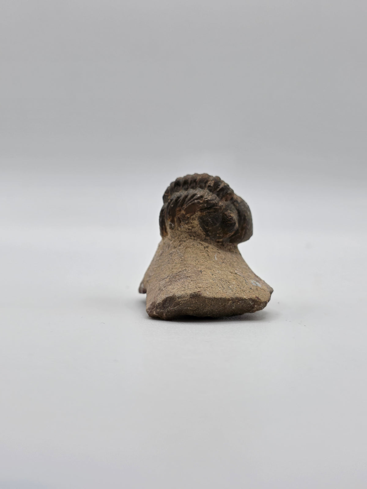 Trilobite enrollado en matriz