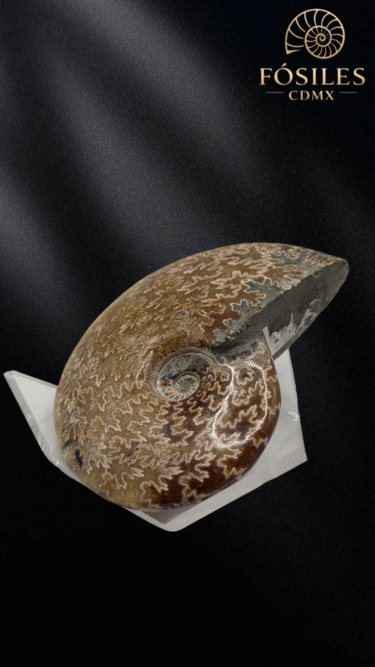 Amonite cleoniceras -9cm #3