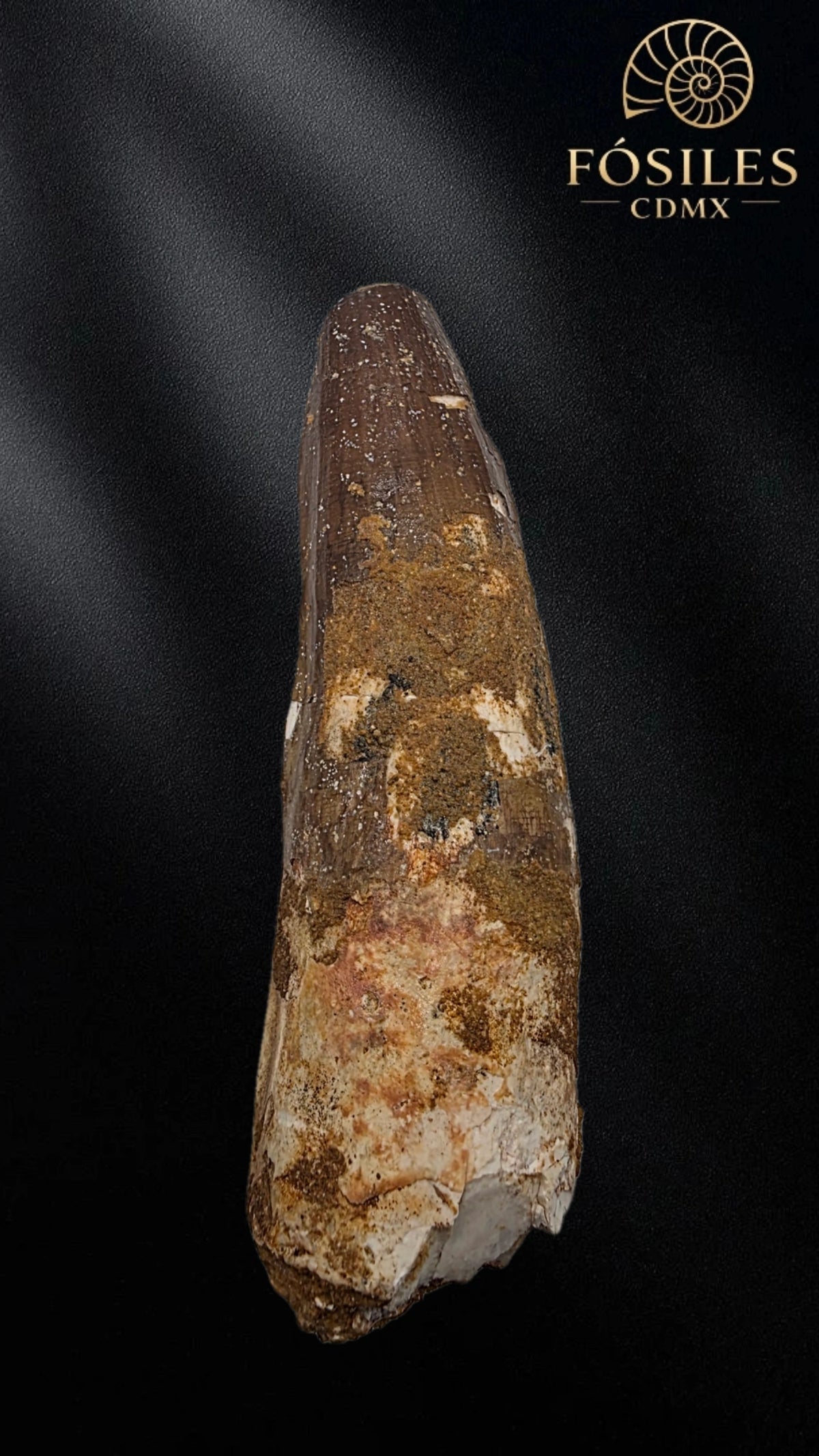 Diente grande de spinosaurus