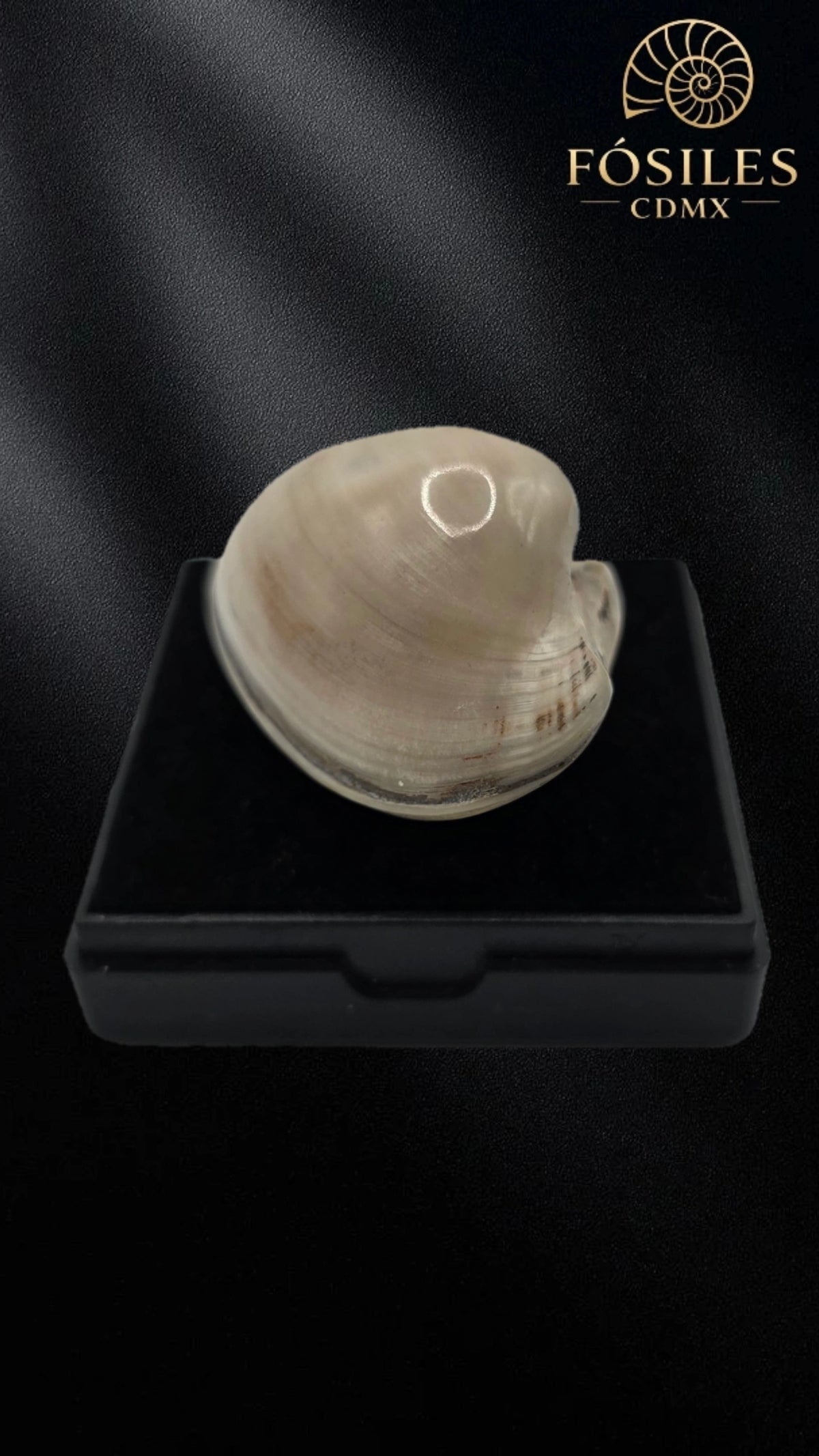 Almeja fosil de madagascar #4