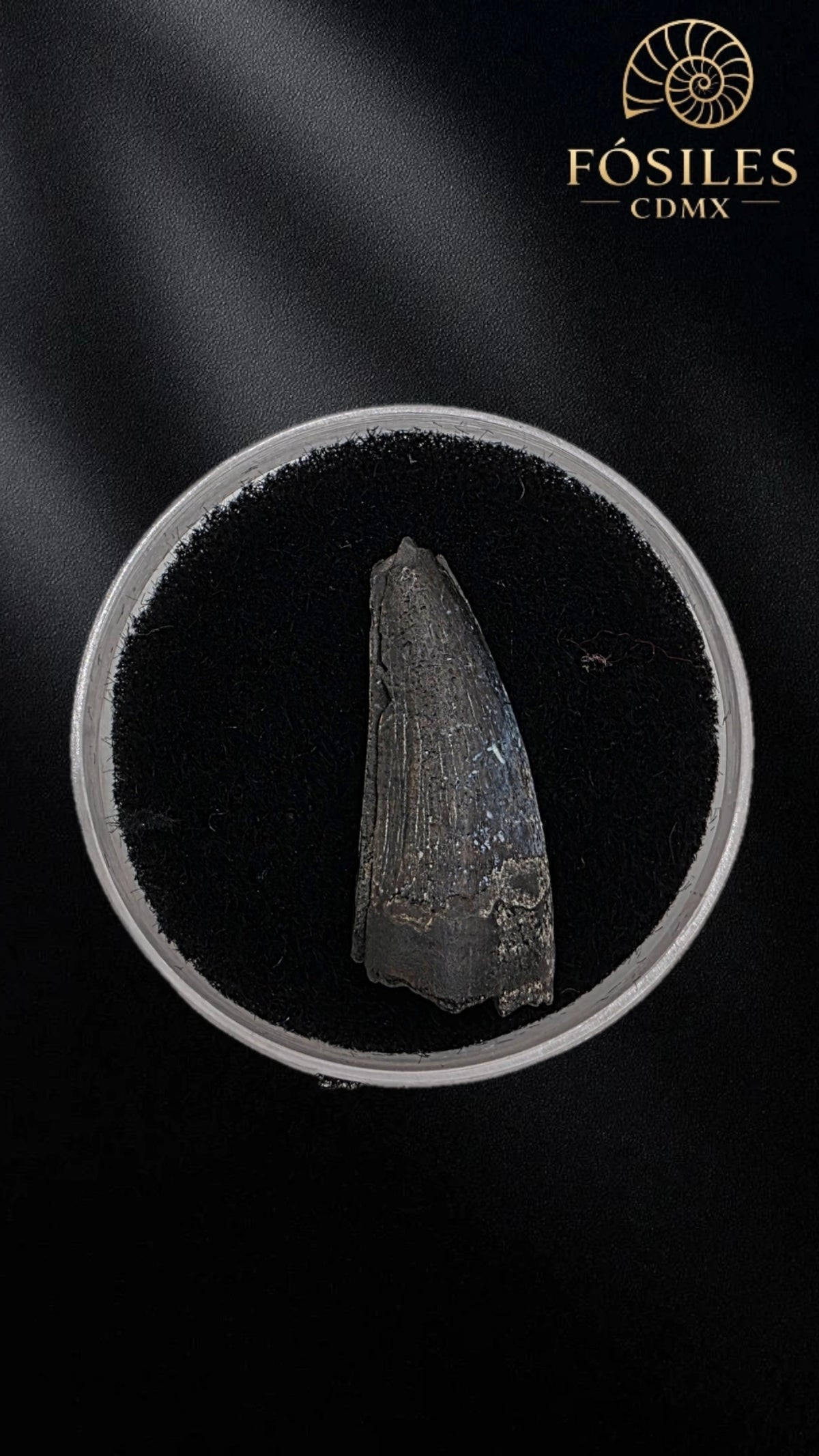Diente de kaprosuchus (cocodrilo)