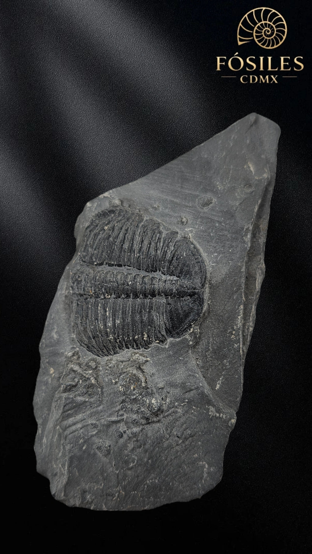 Trilobite elrathia kingii #7