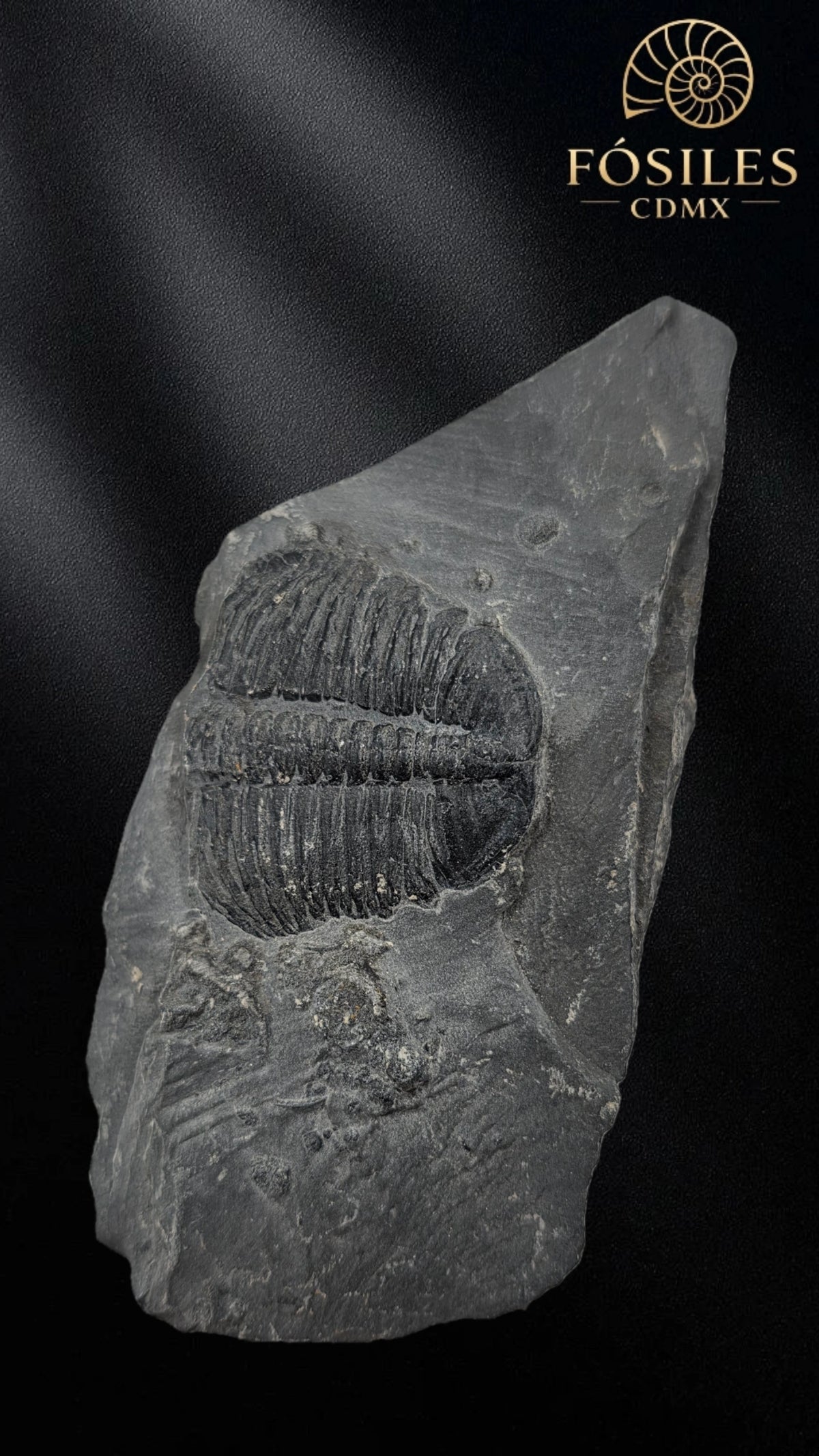 Trilobite elrathia kingii #7