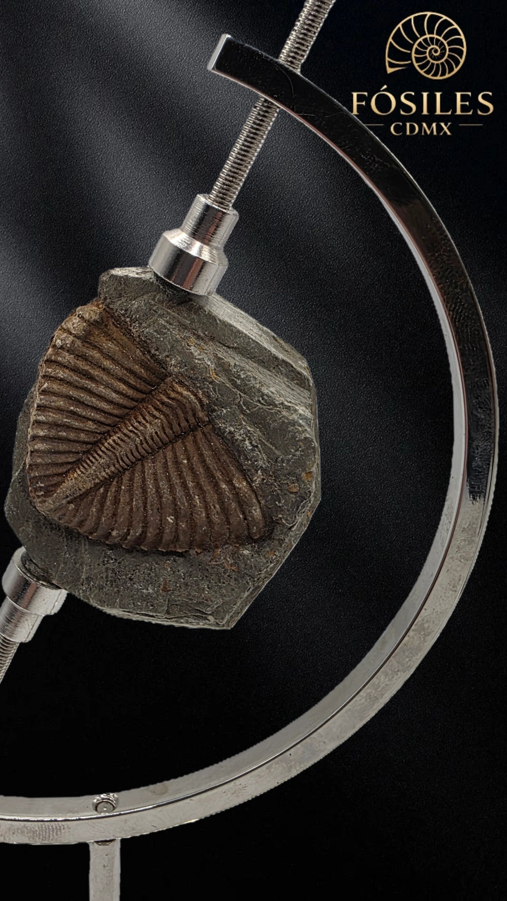 Trilobite coronocephalus #4