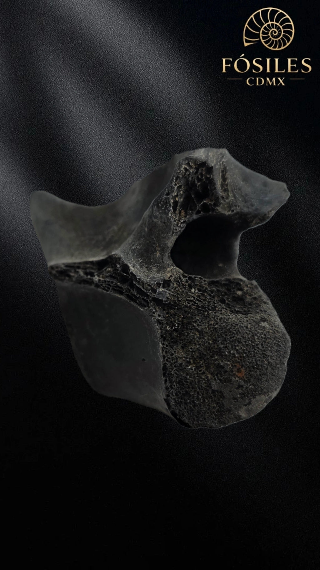Vertebra de alligator #3