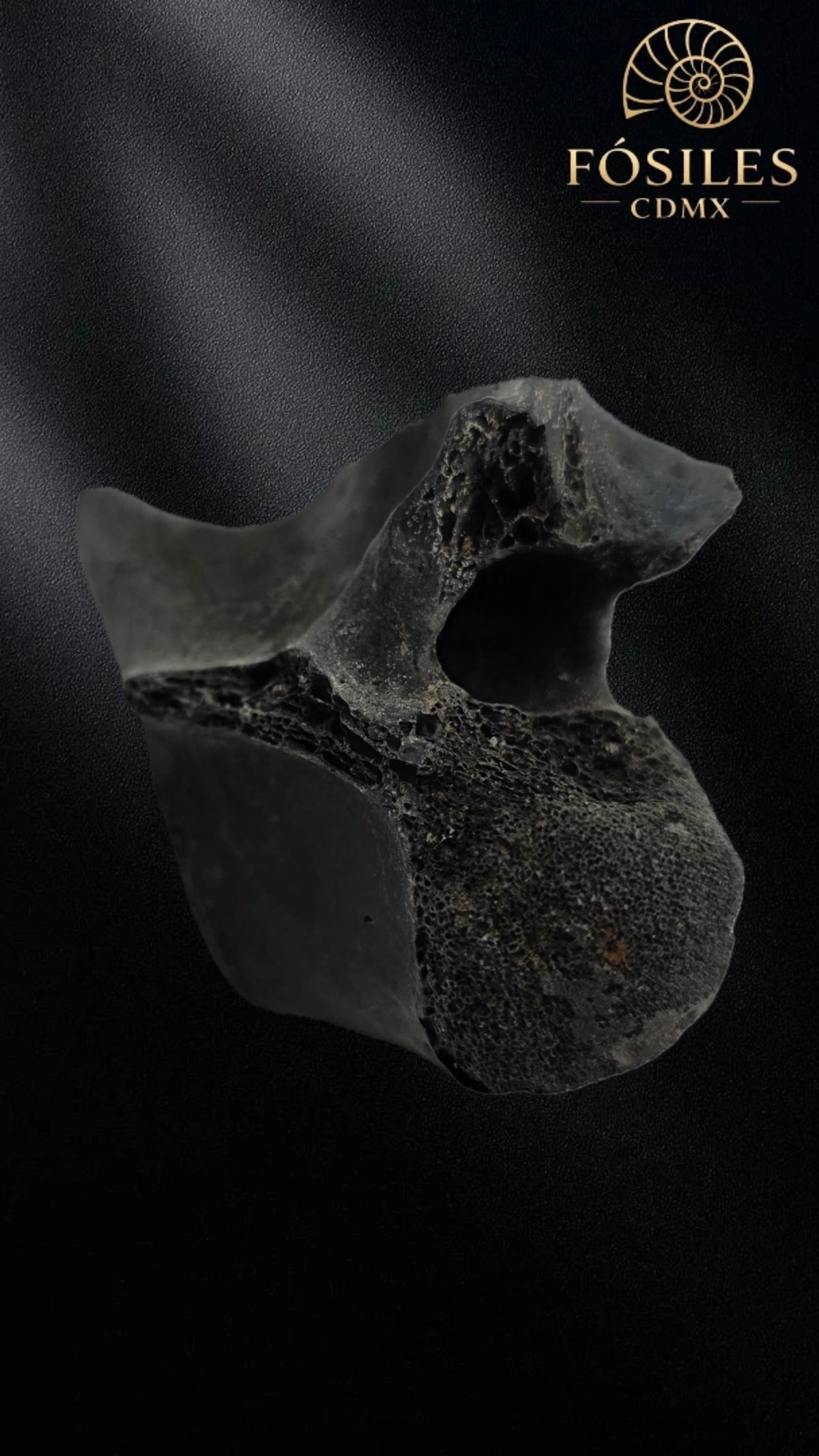 Vertebra de alligator #3