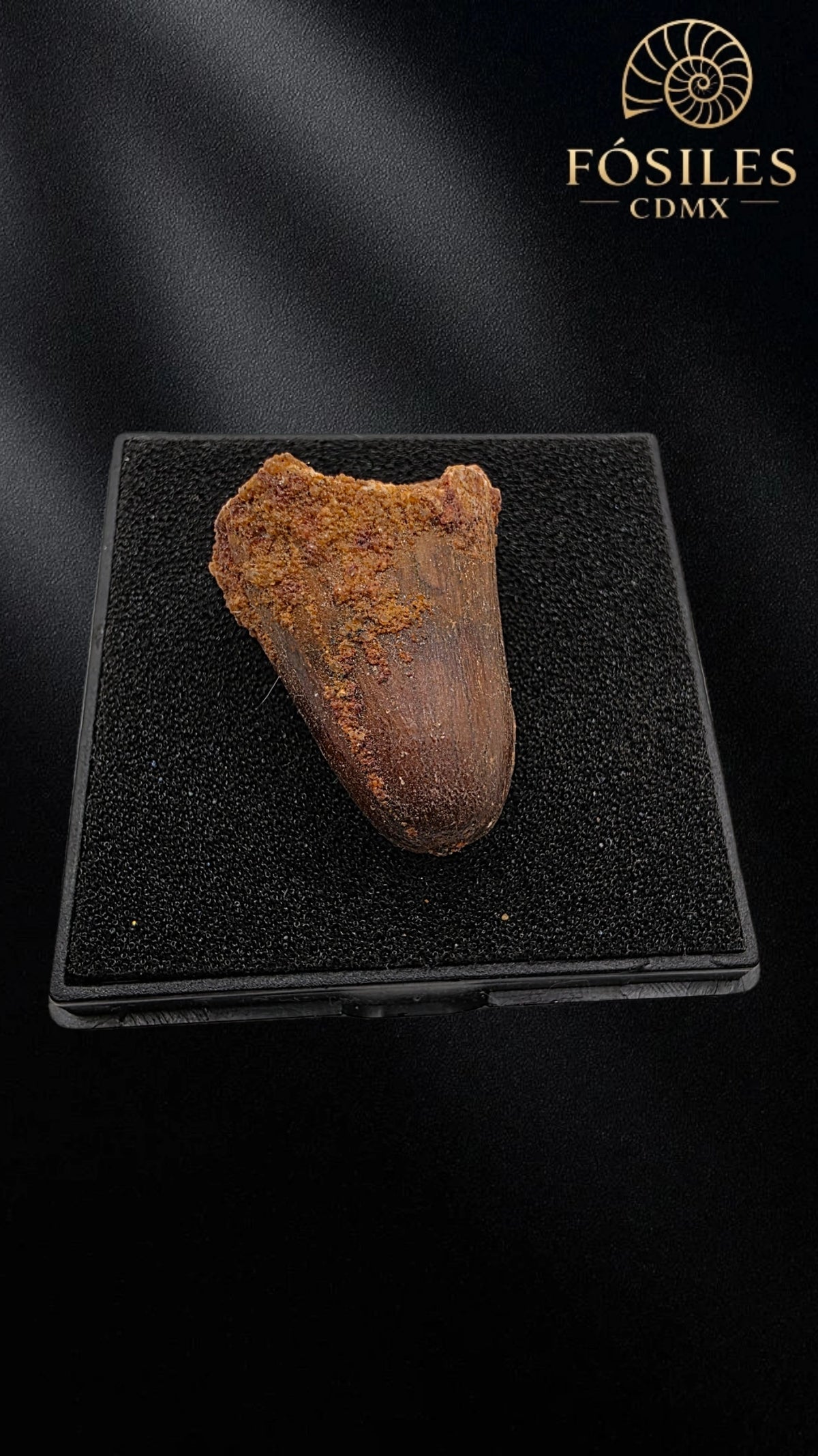 Diente de supercocodrilo (Sarcosuchus)