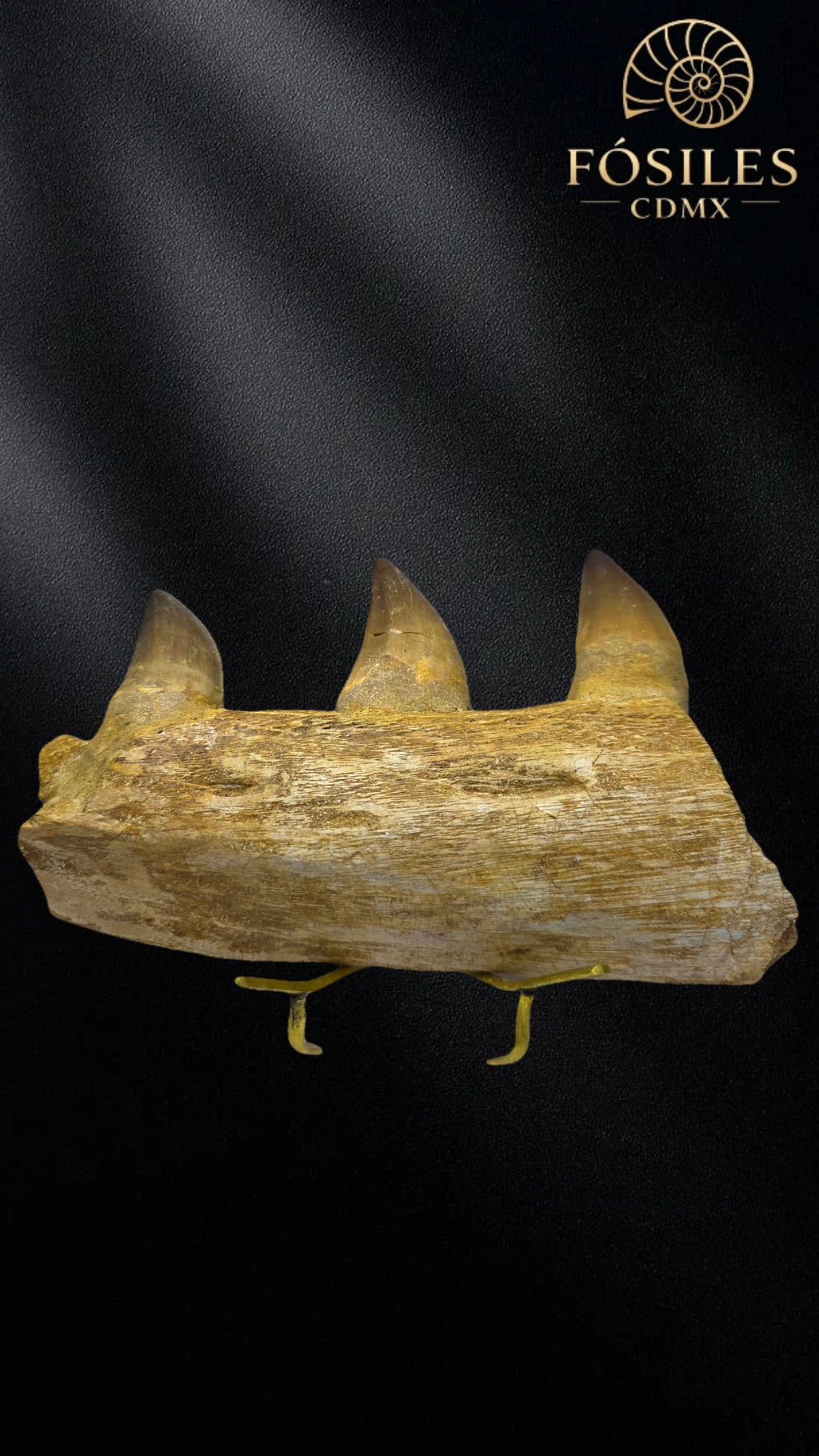 Mandibula de mosasaurio