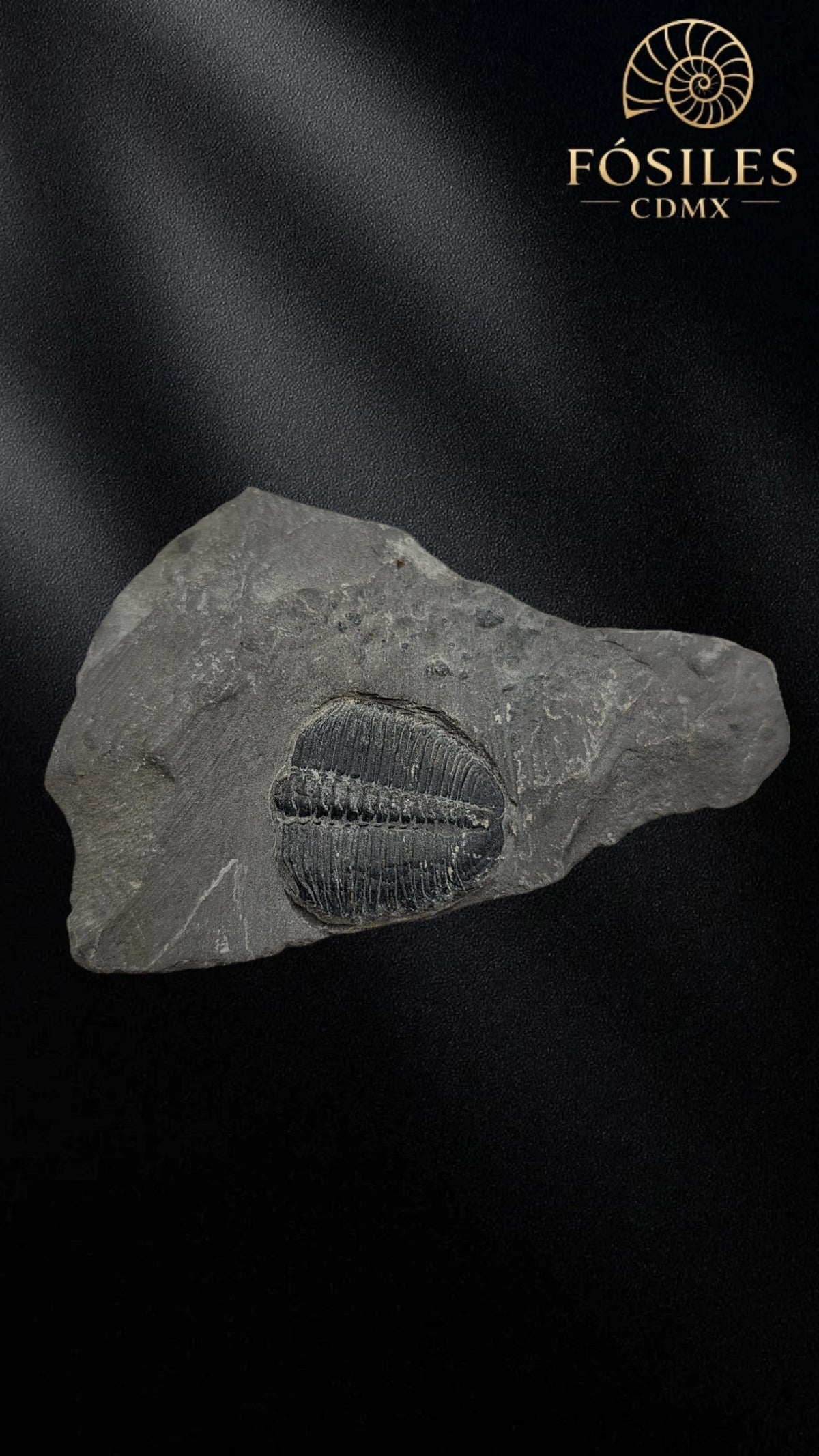 Trilobite elrathia kingii #3