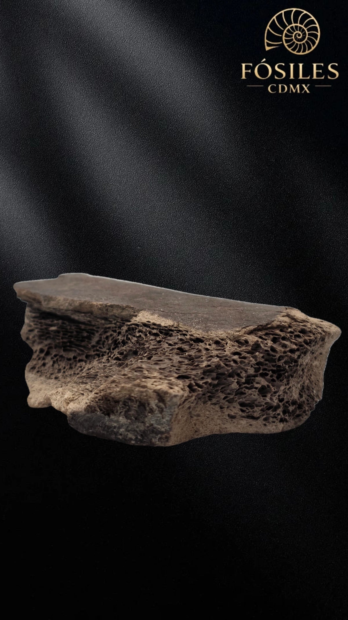 Fragmento de hueso de mamut #4