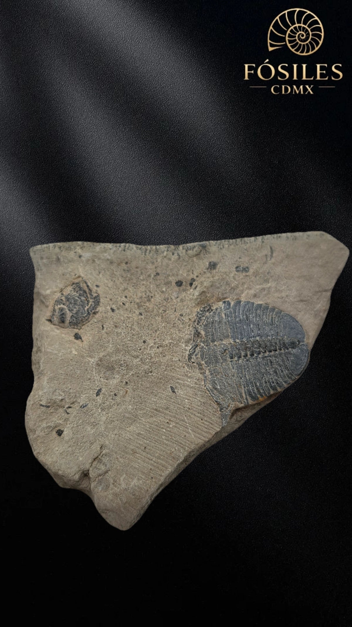 Trilobite elrathia kingii #4