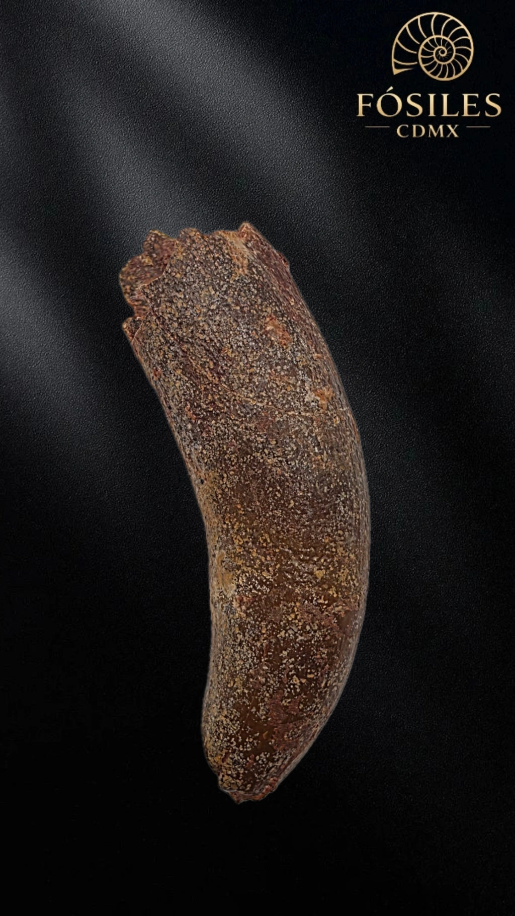 Diente grande de supercocodrilo (Sarcosuchus)