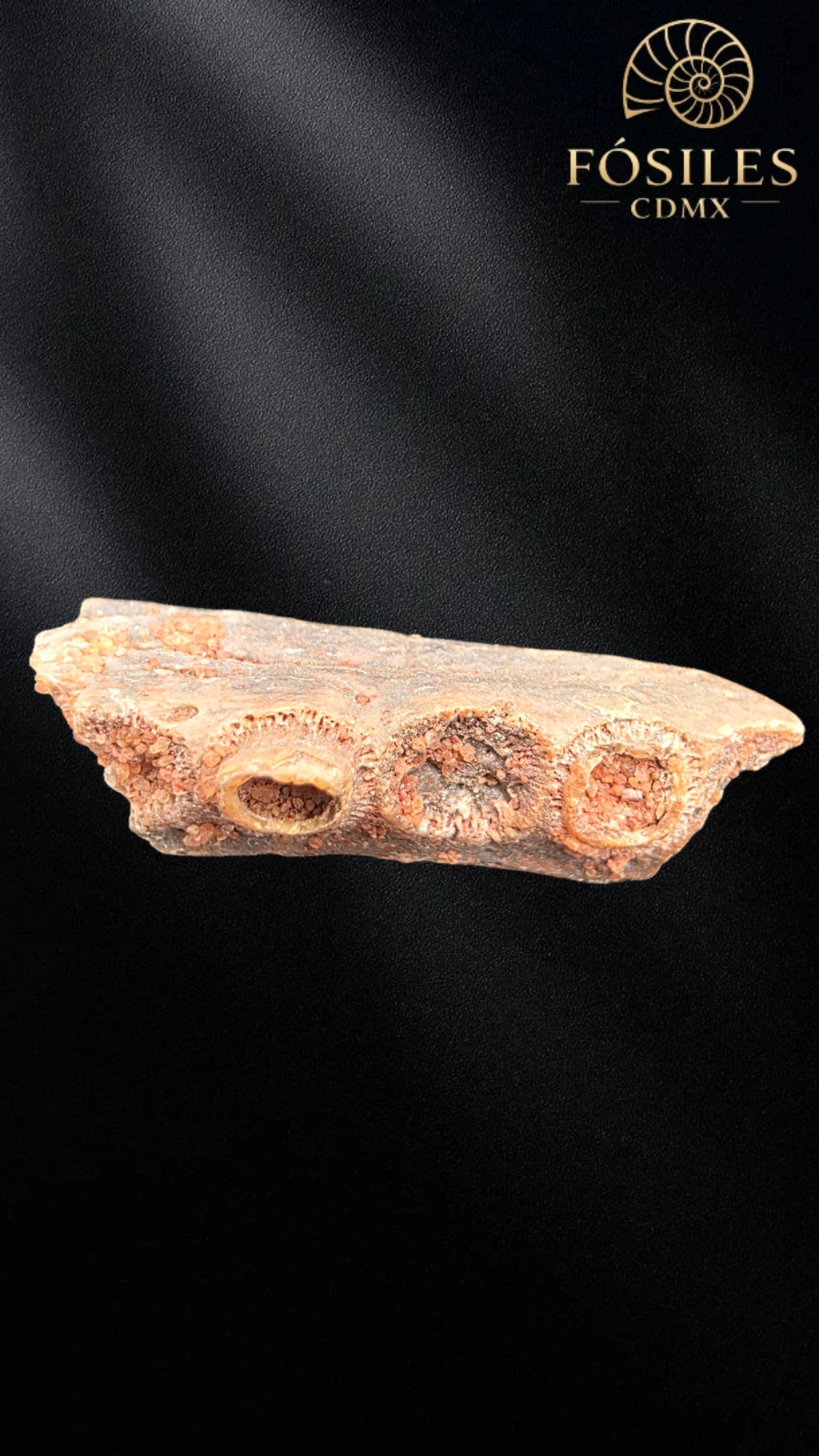 Mandibula de pterosaurio
