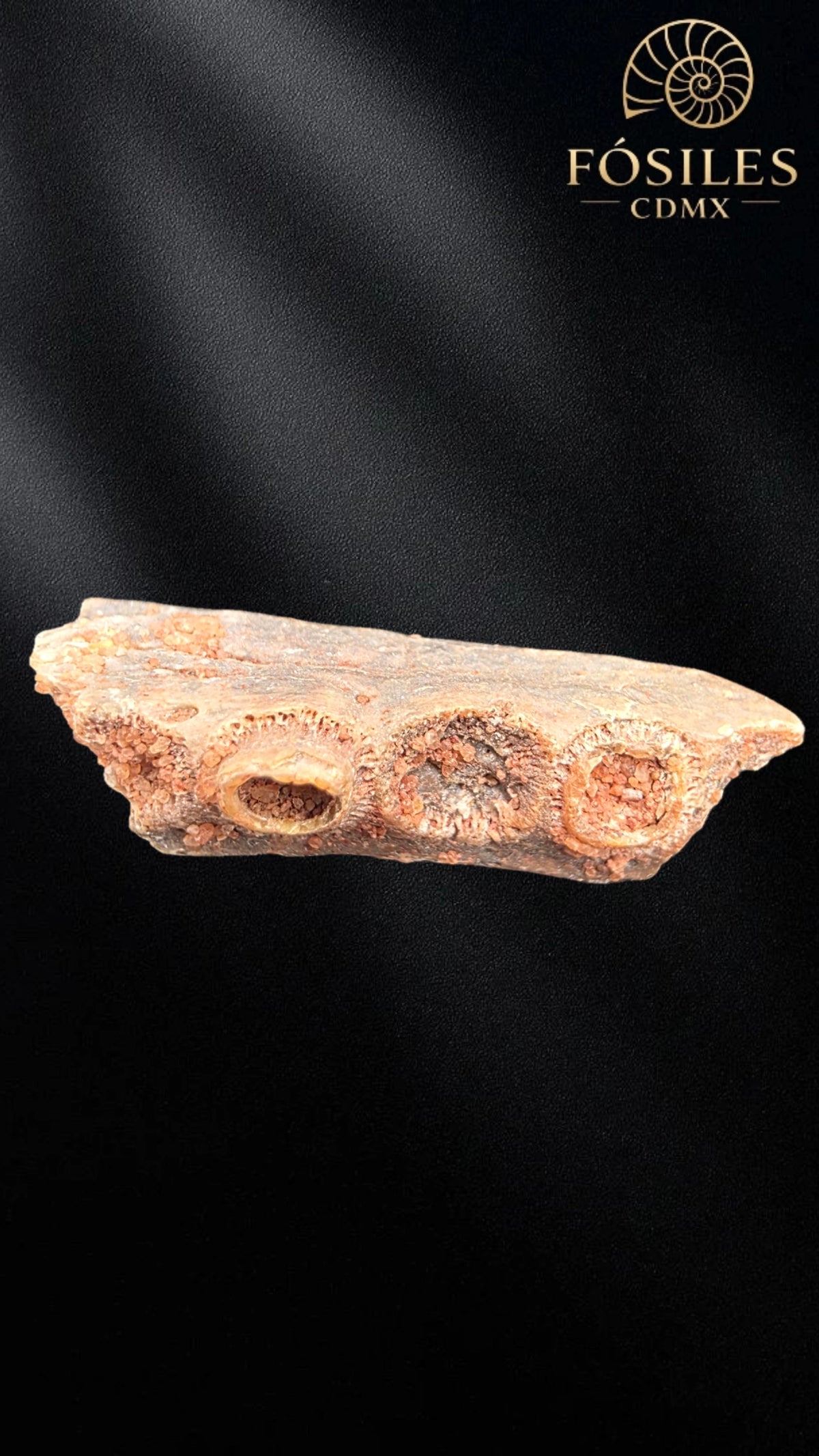 Mandibula de pterosaurio