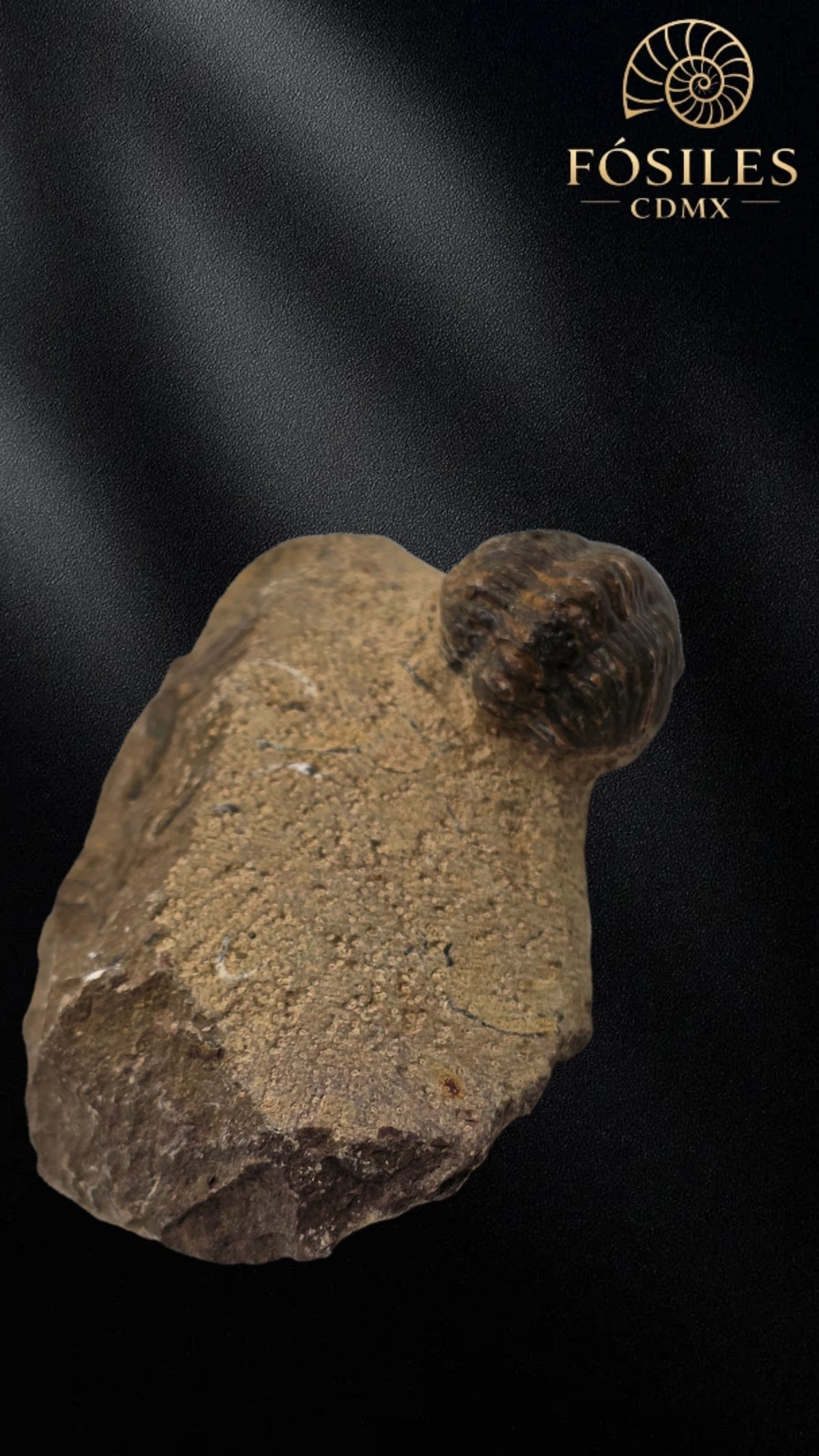 Trilobite enrollado en matriz #3