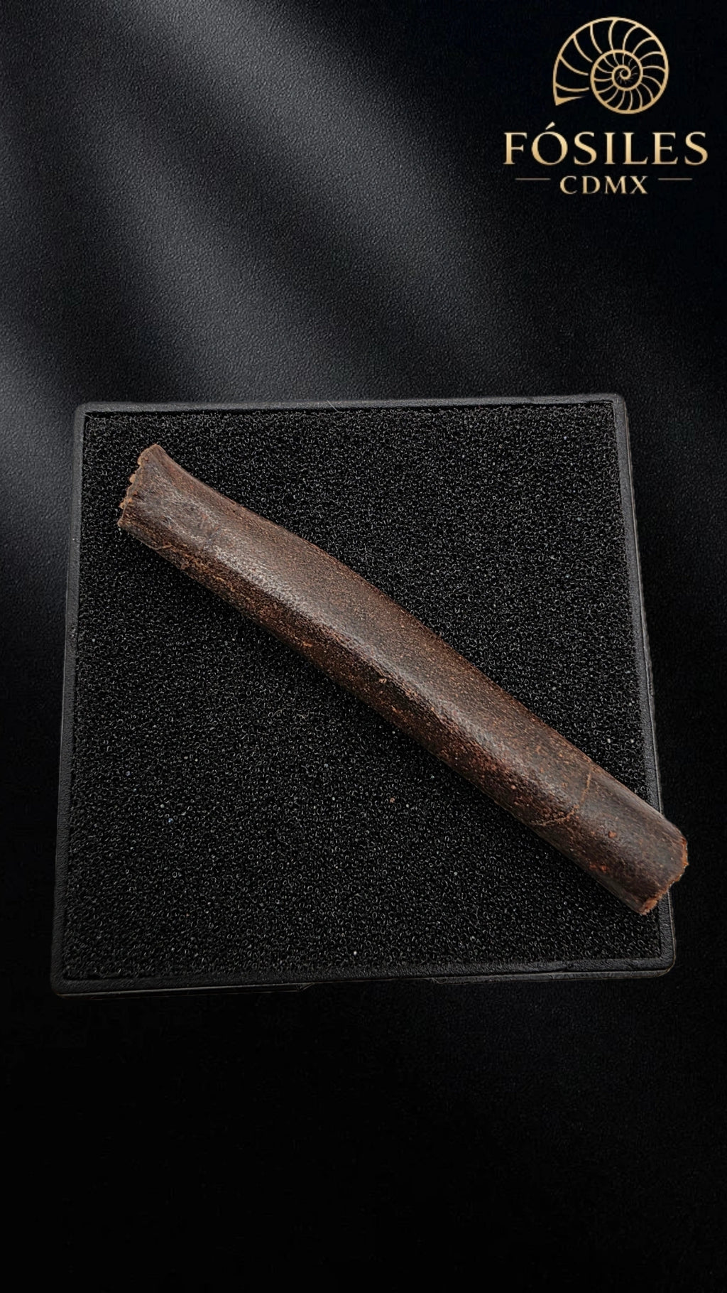 Hueso de ala de pterodactilo