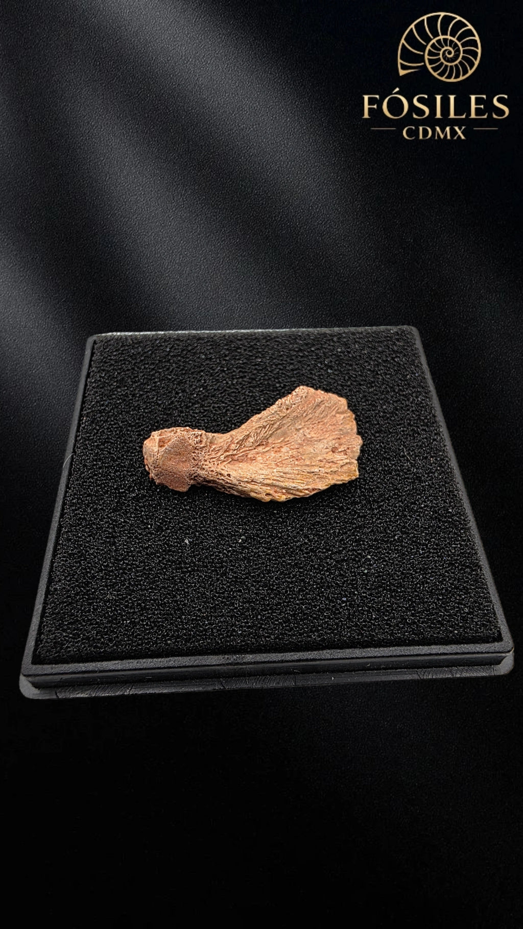 Fragmento de mandibula de dinosaurio