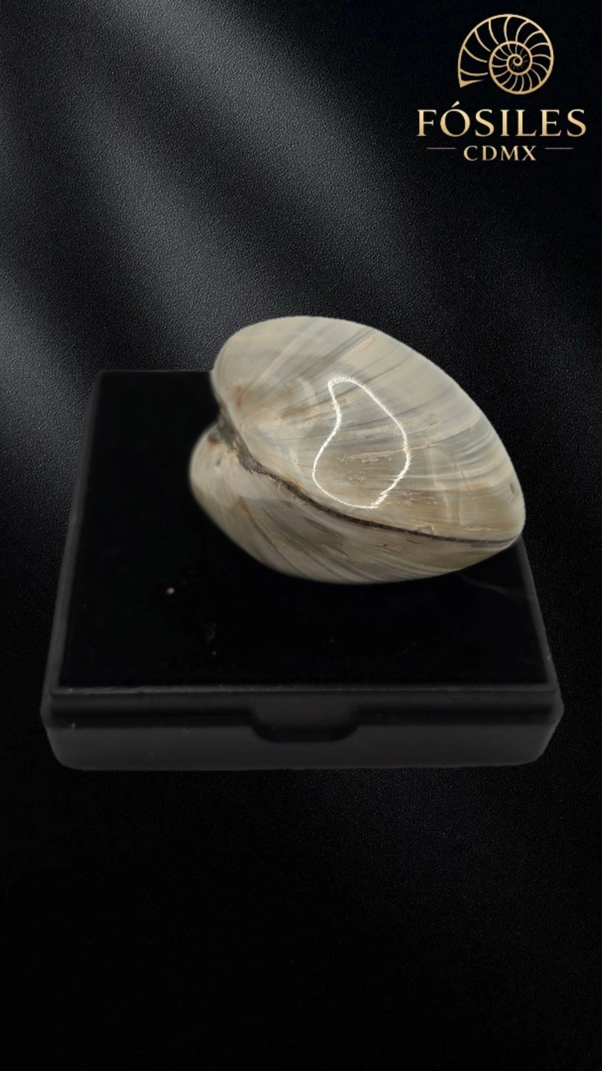 Almeja fosil de madagascar #9