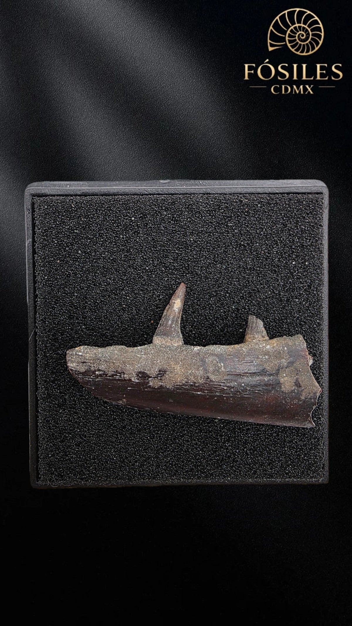 Mandibula de Pez dientes de sable (Enchodus)