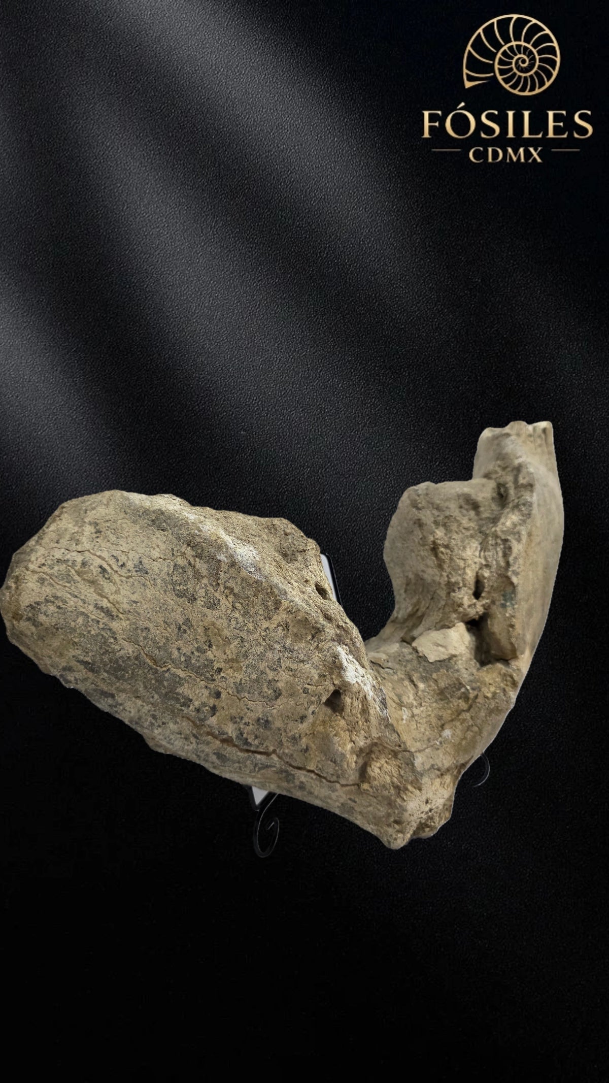 Mandibula de mamut